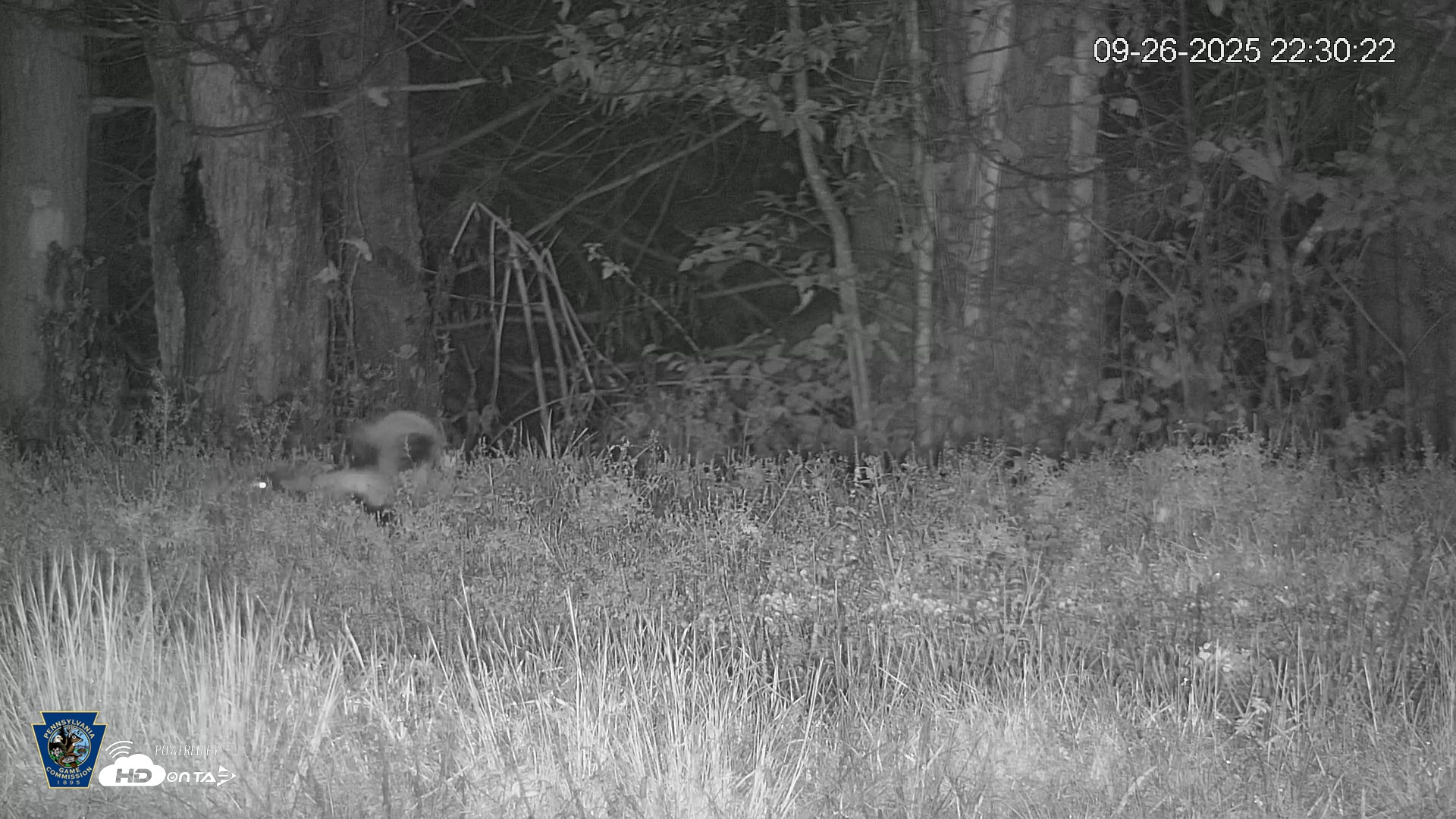 Snapshot of Pennsylvania Elk Live Webcam taken Sep 26, 2025, 10:30pm EDT