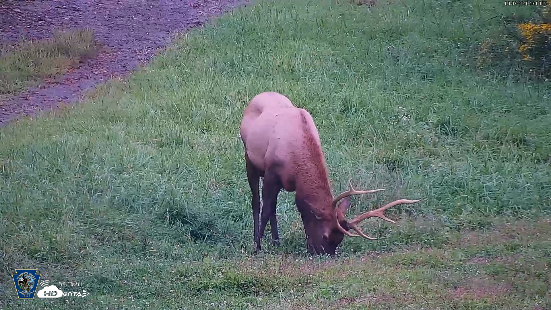 Snapshot of Pennsylvania Elk Live Webcam taken Sep 8, 2026, 6:51pm EDT