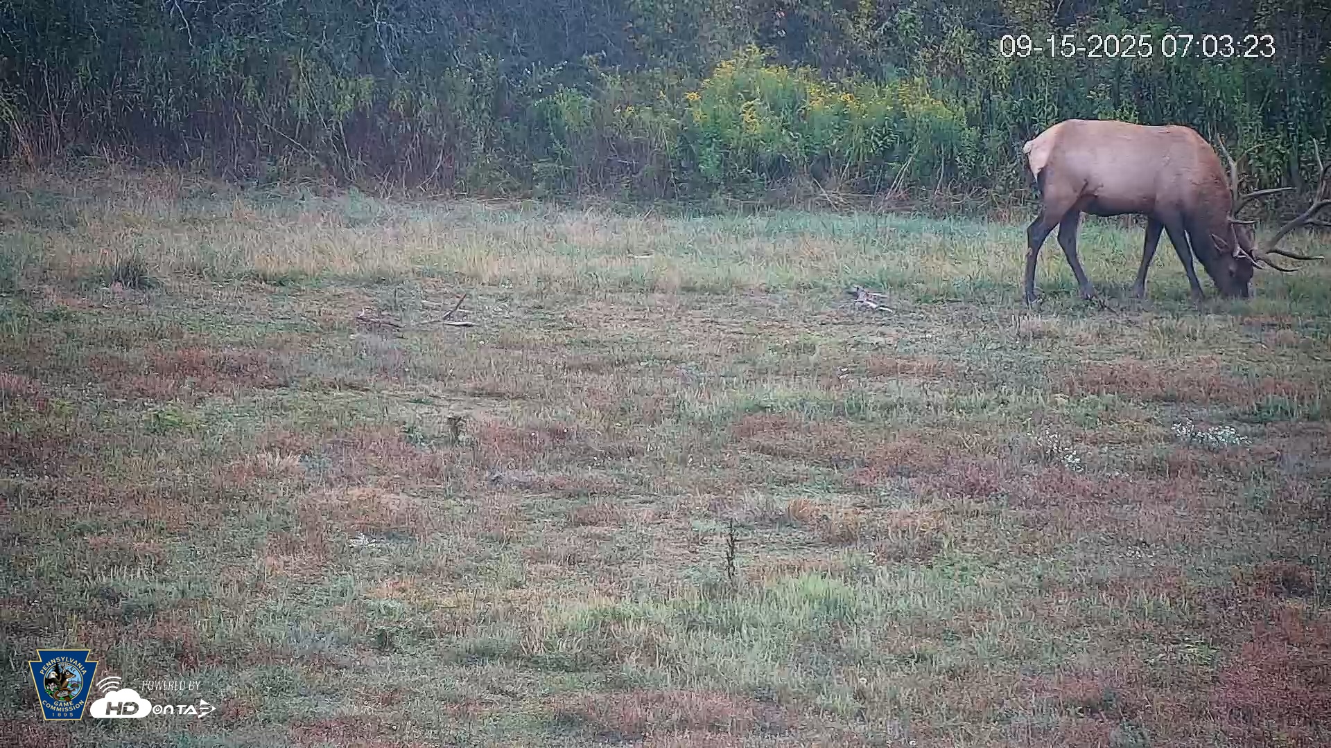 Snapshot of Pennsylvania Elk Live Webcam taken Sep 15, 2025, 7:04am EDT