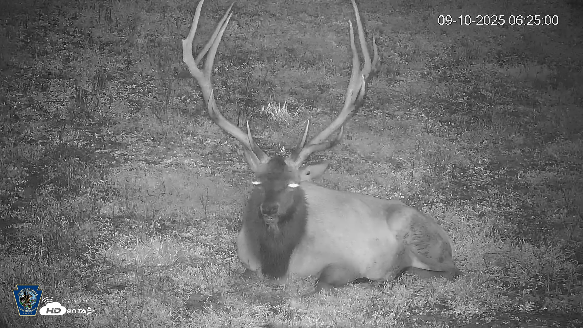 Snapshot of Pennsylvania Elk Live Webcam taken Sep 10, 2025, 6:25am EDT