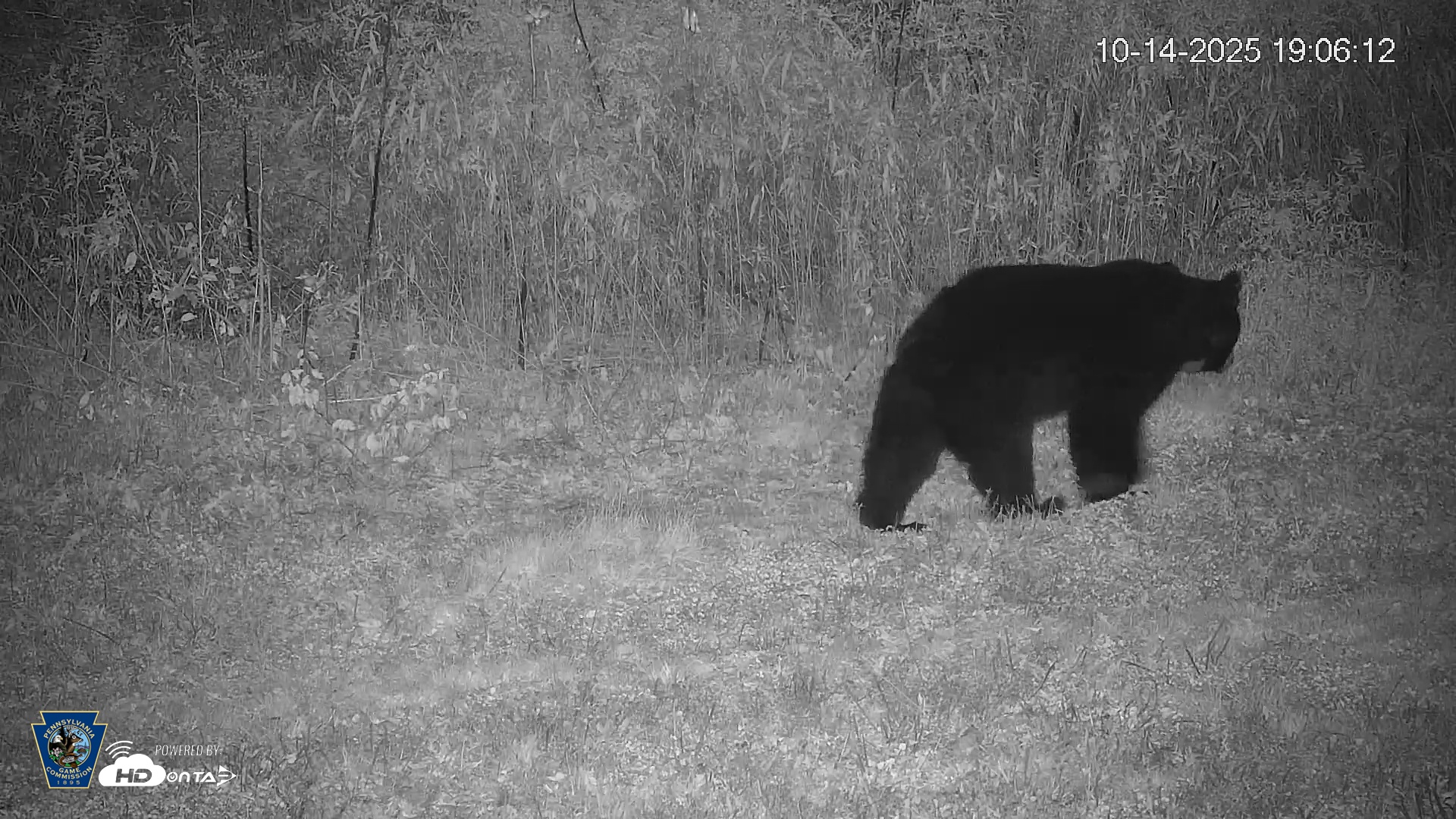 Snapshot of Pennsylvania Elk Live Webcam taken Oct 14, 2025, 7:07pm EDT