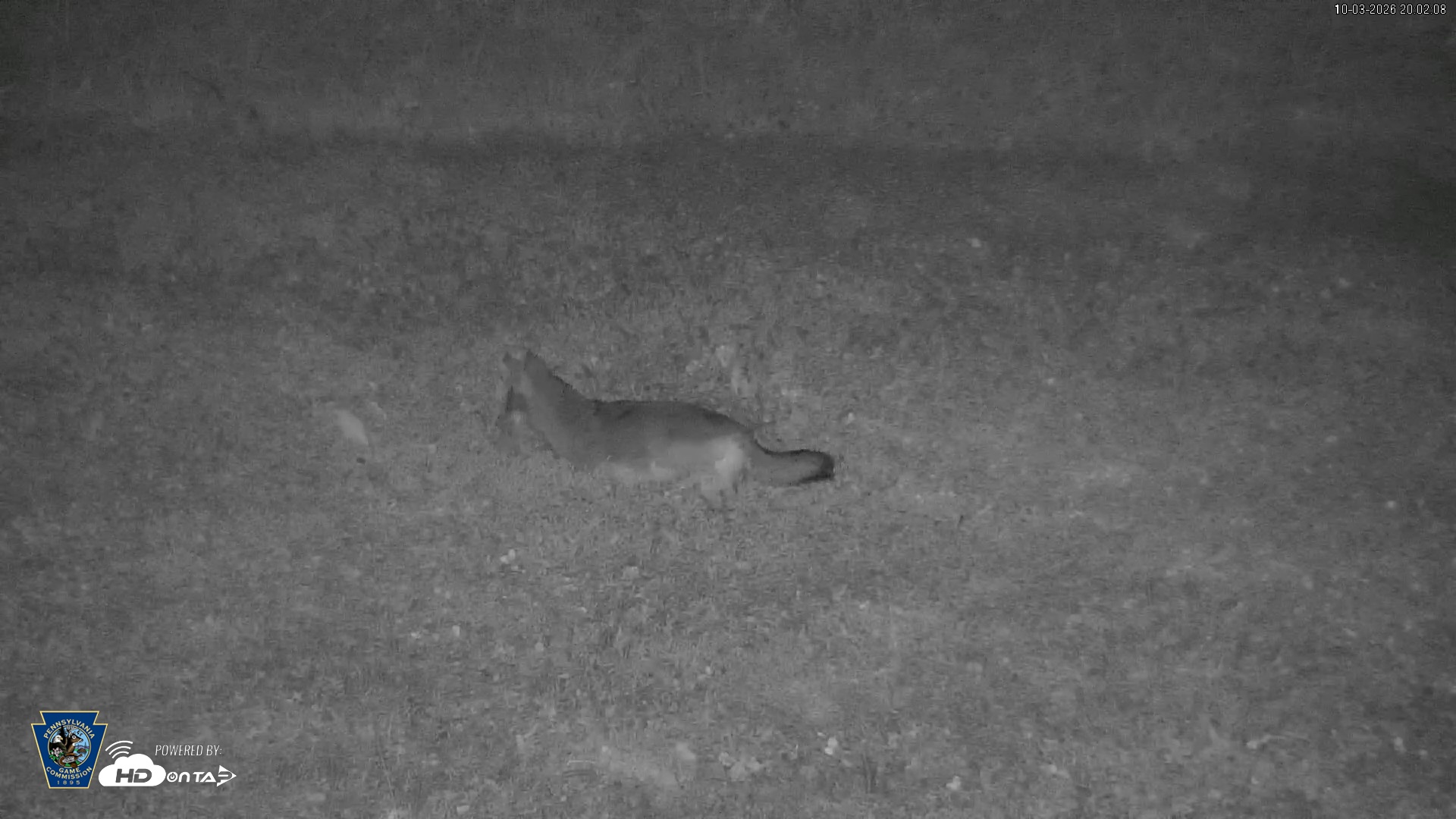 Snapshot of Pennsylvania Elk Live Webcam taken Oct 3, 2026, 8:03pm EDT