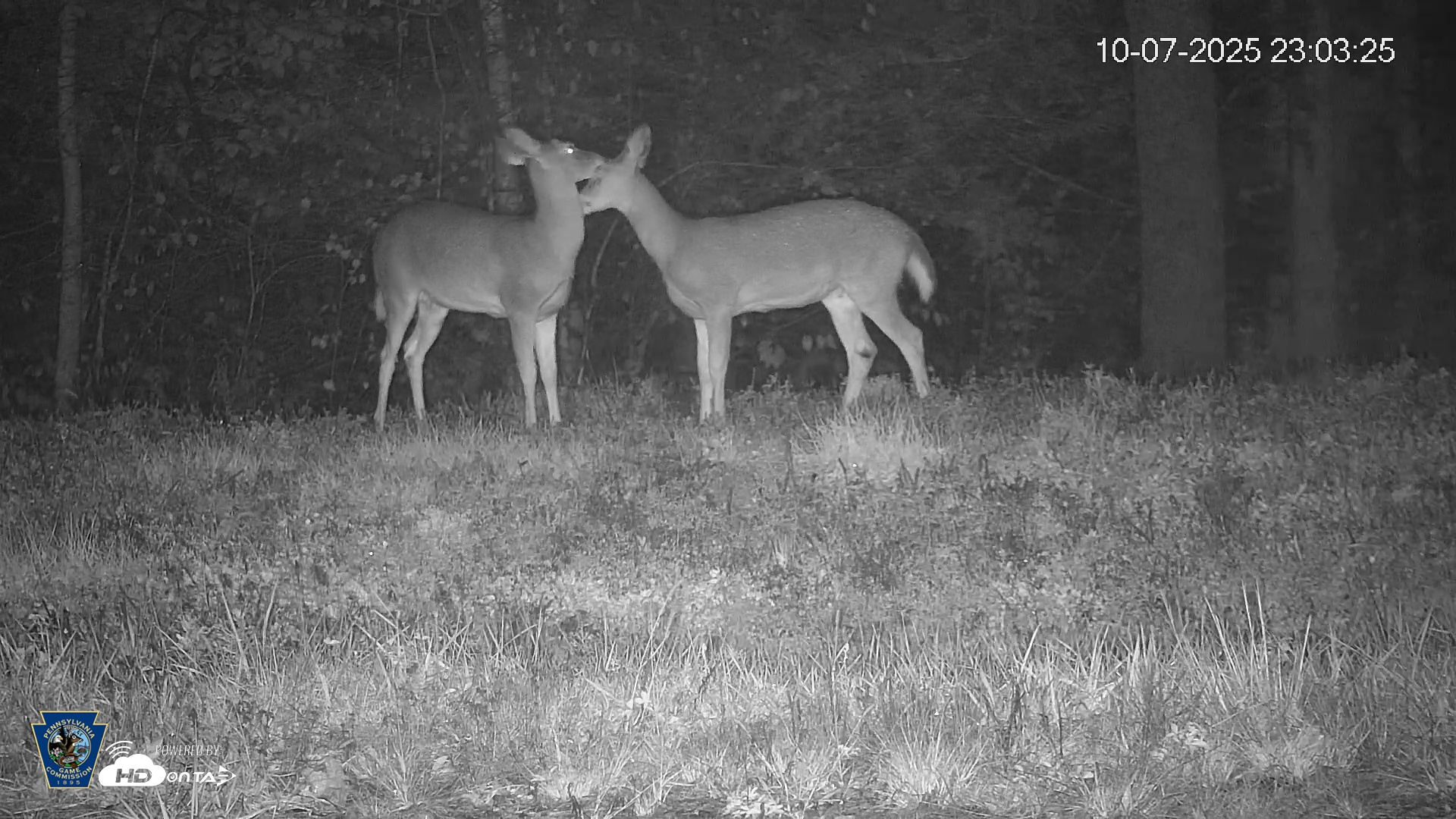 Snapshot of Pennsylvania Elk Live Webcam taken Oct 7, 2025, 11:04pm EDT