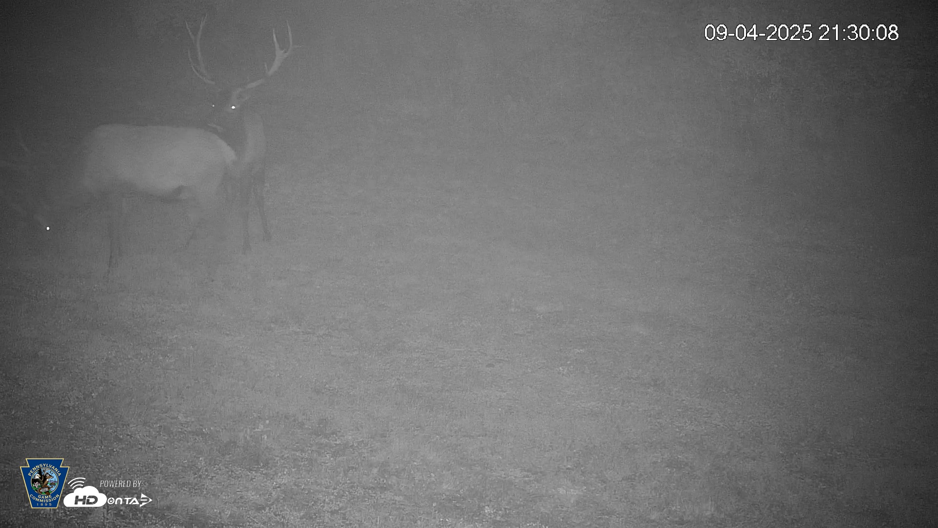 Snapshot of Pennsylvania Elk Live Webcam taken Sep 4, 2025, 9:31pm EDT