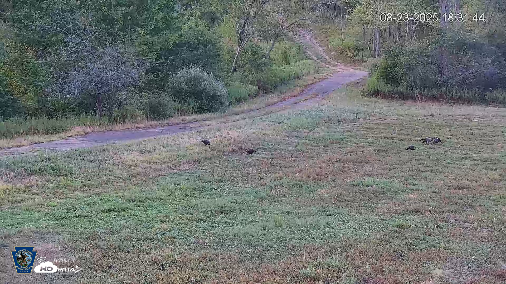 Snapshot of Pennsylvania Elk Live Webcam taken Aug 23, 2025, 6:32pm EDT