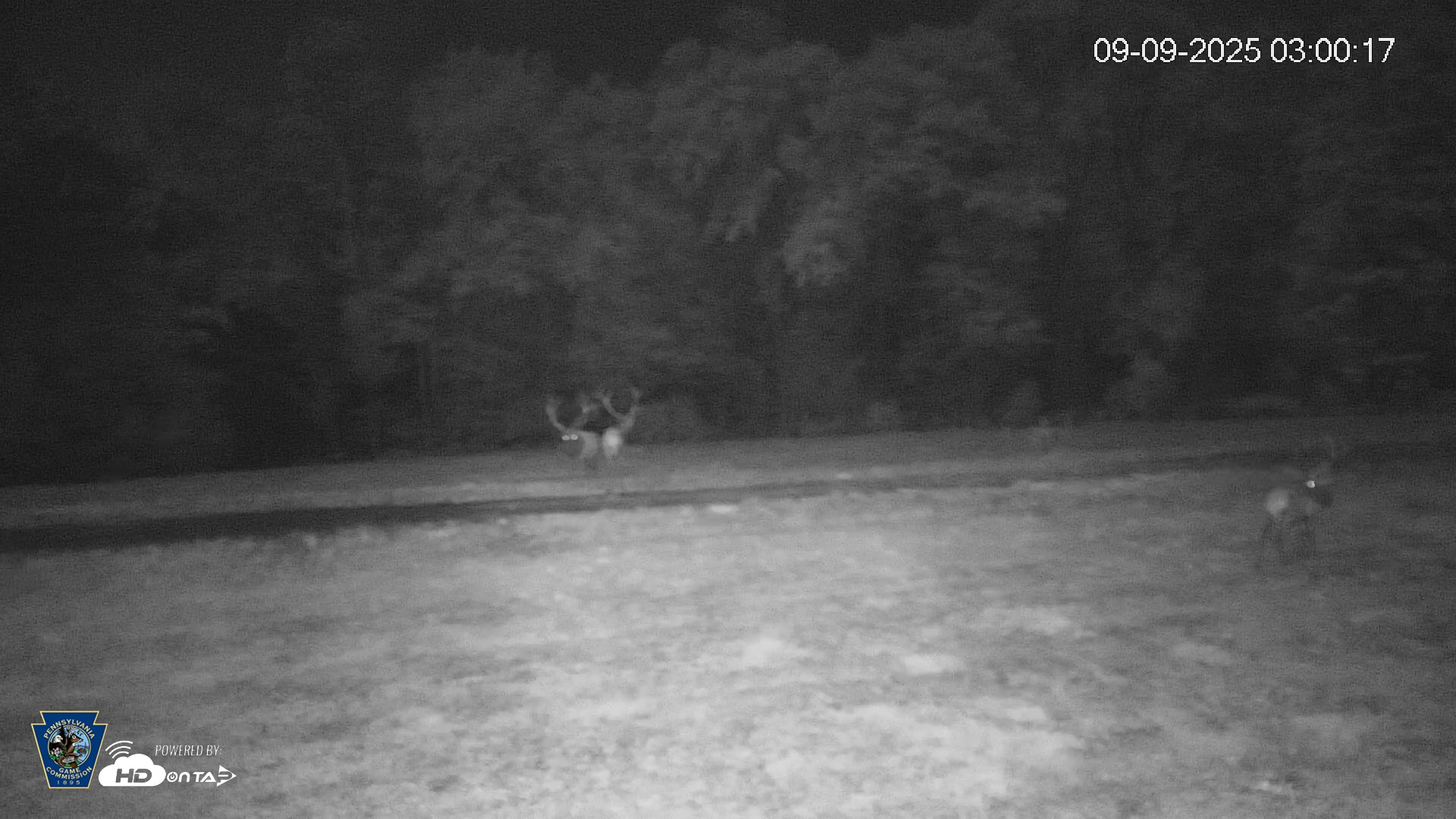 Snapshot of Pennsylvania Elk Live Webcam taken Sep 9, 2025, 3:01am EDT