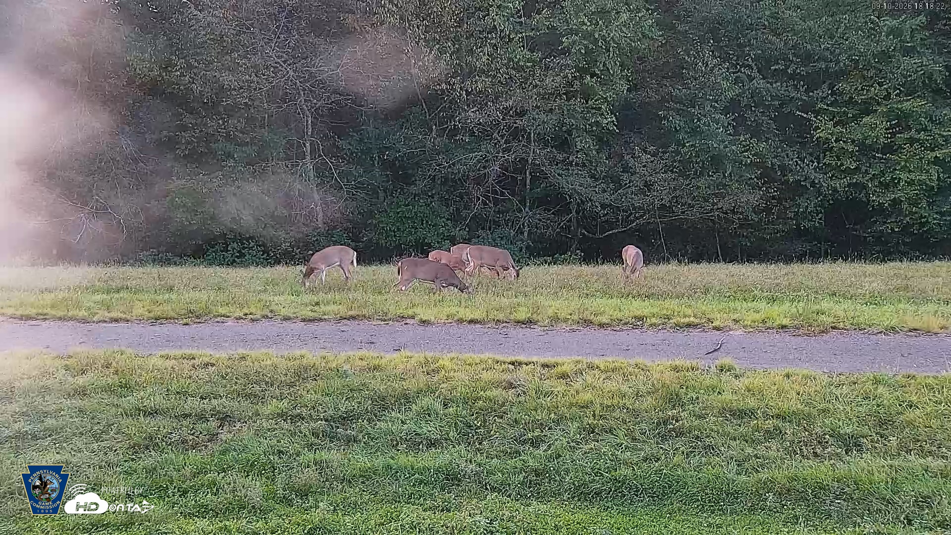 Snapshot of Pennsylvania Elk Live Webcam taken Sep 10, 2026, 6:19pm EDT