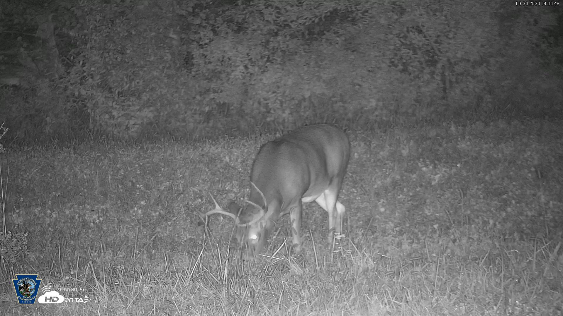 Snapshot of Pennsylvania Elk Live Webcam taken Sep 29, 2026, 4:10am EDT