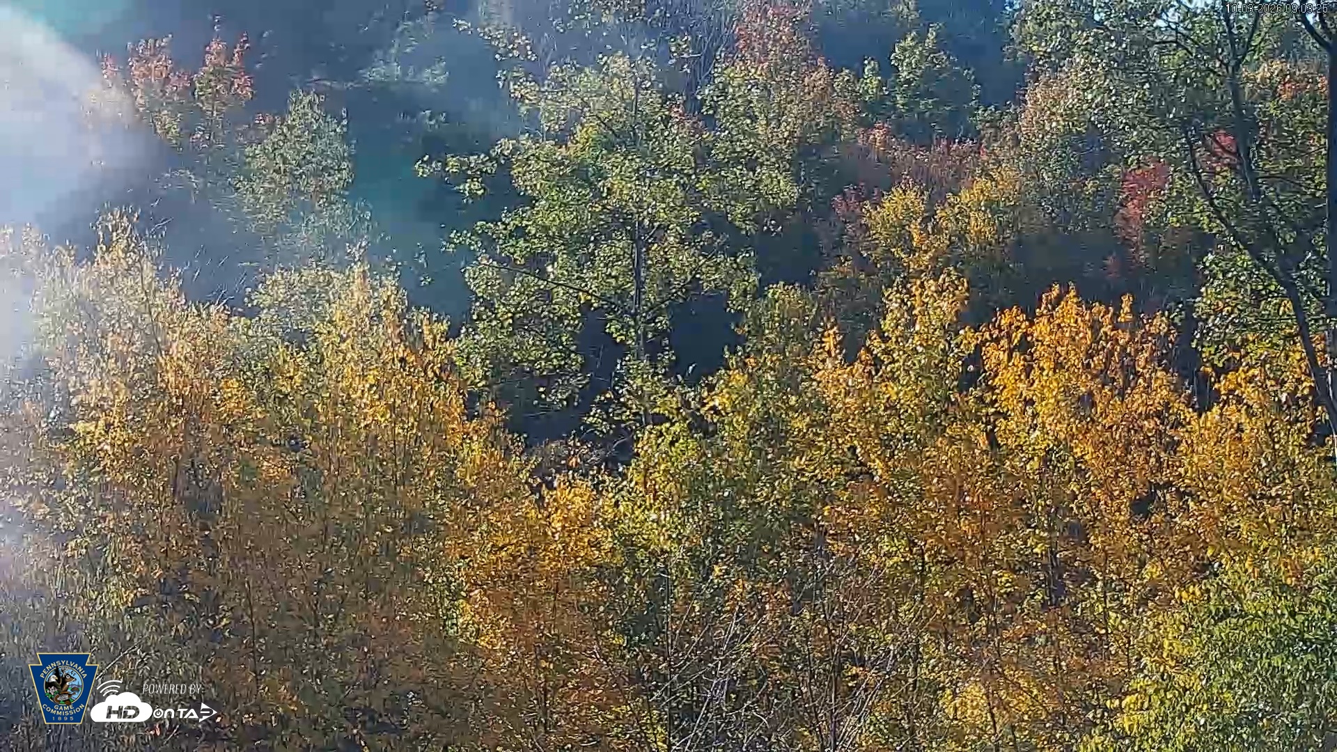 Snapshot of Pennsylvania Elk Live Webcam taken Oct 3, 2026, 9:04am EDT