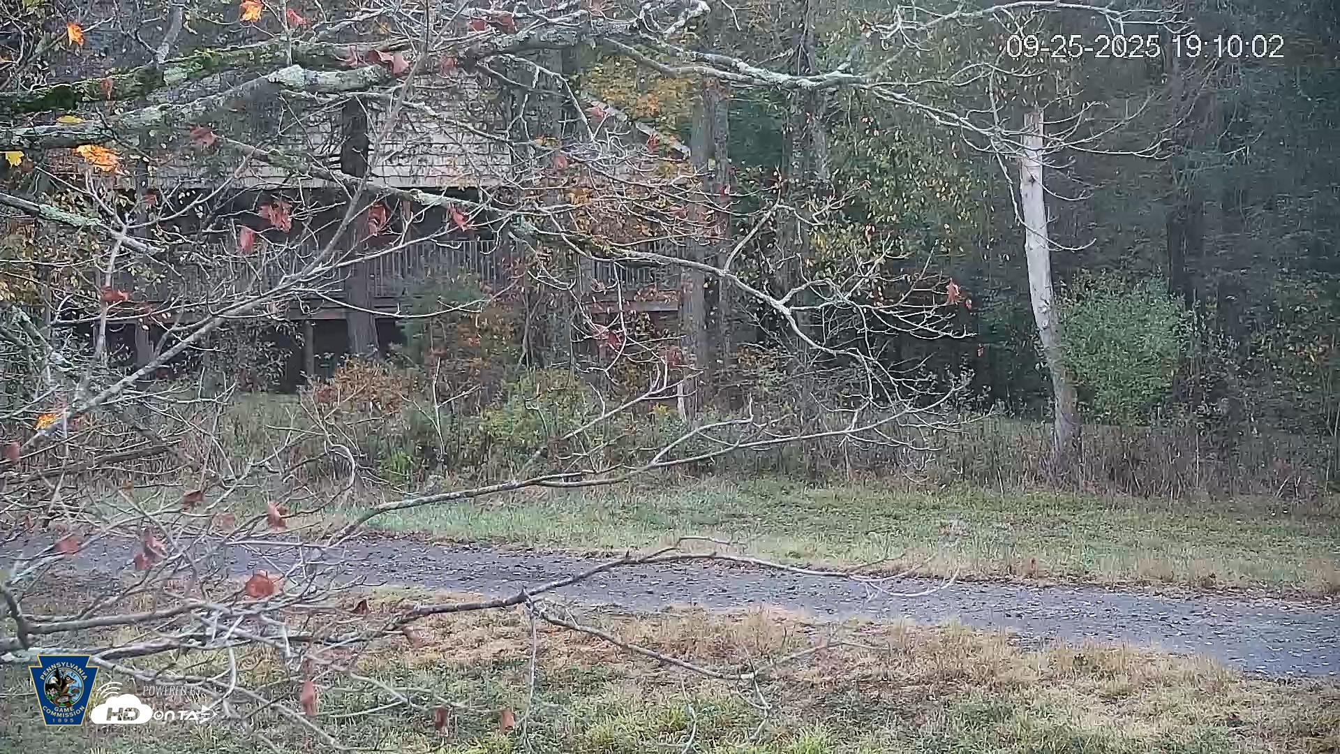 Snapshot of Pennsylvania Elk Live Webcam taken Sep 25, 2025, 7:10pm EDT