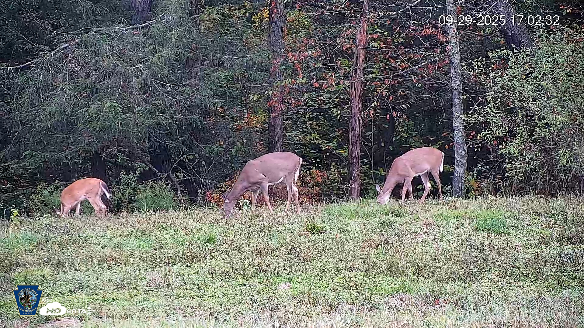 Snapshot of Pennsylvania Elk Live Webcam taken Sep 29, 2025, 5:03pm EDT