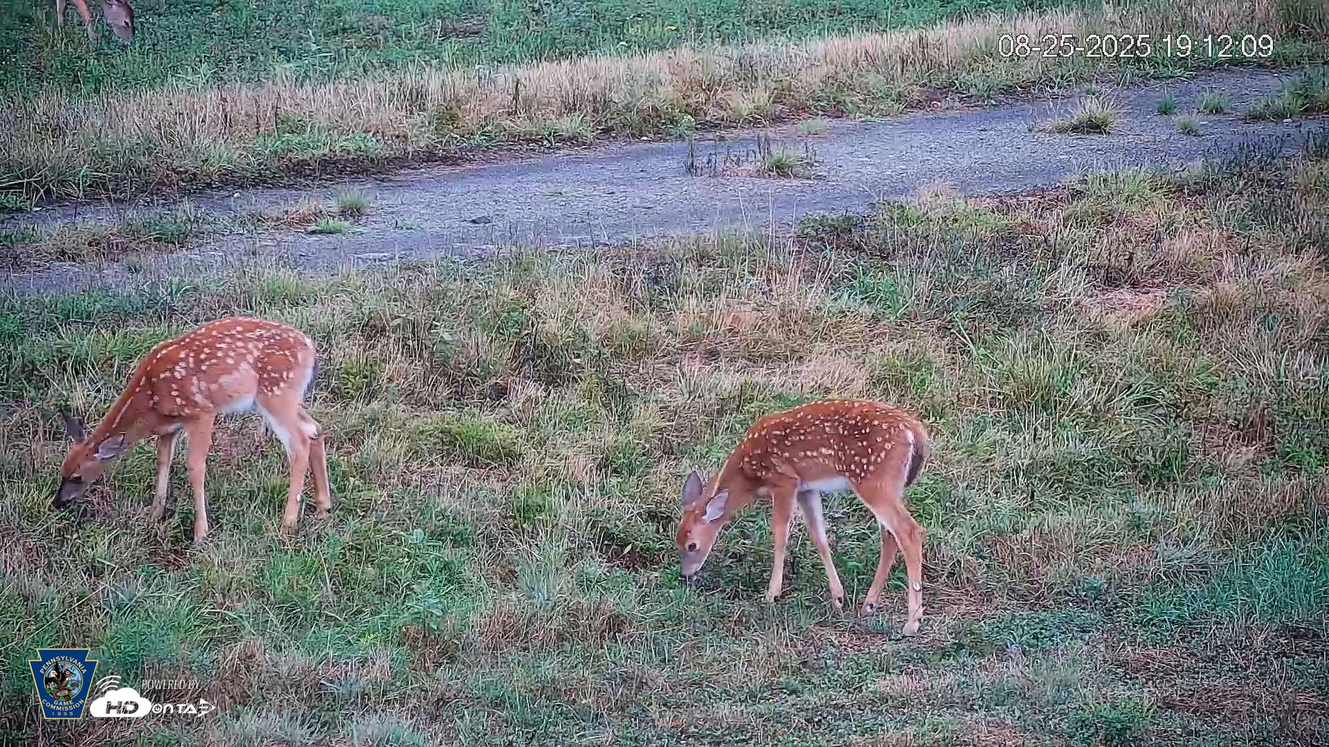 Snapshot of Pennsylvania Elk Live Webcam taken Aug 25, 2025, 7:13pm EDT