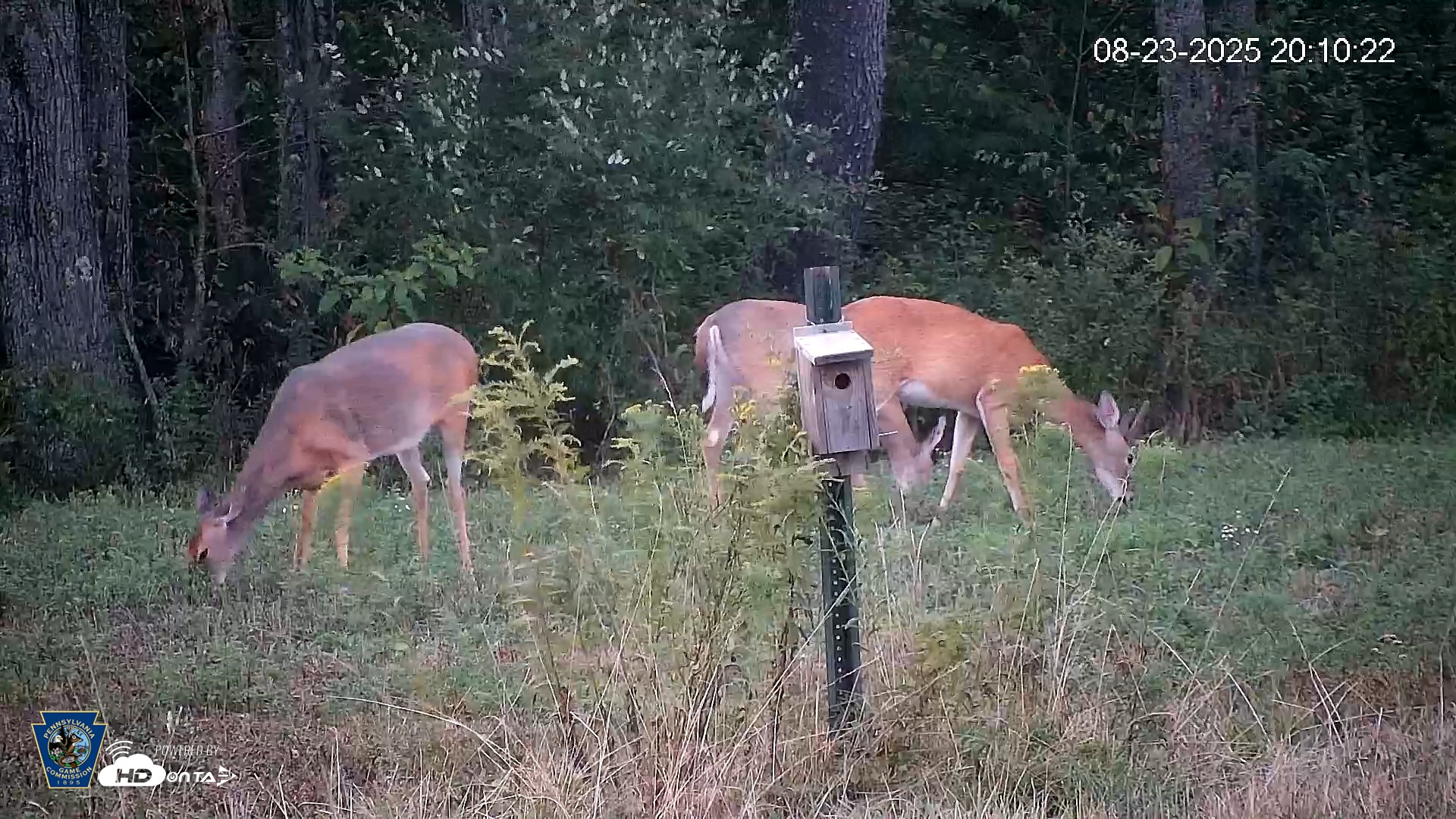 Snapshot of Pennsylvania Elk Live Webcam taken Aug 23, 2025, 8:11pm EDT