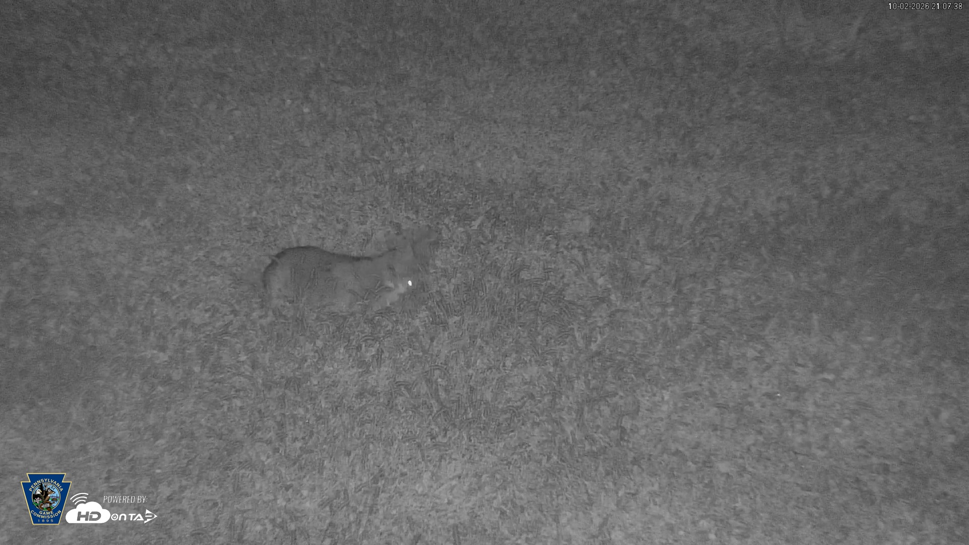 Snapshot of Pennsylvania Elk Live Webcam taken Oct 2, 2026, 9:08pm EDT