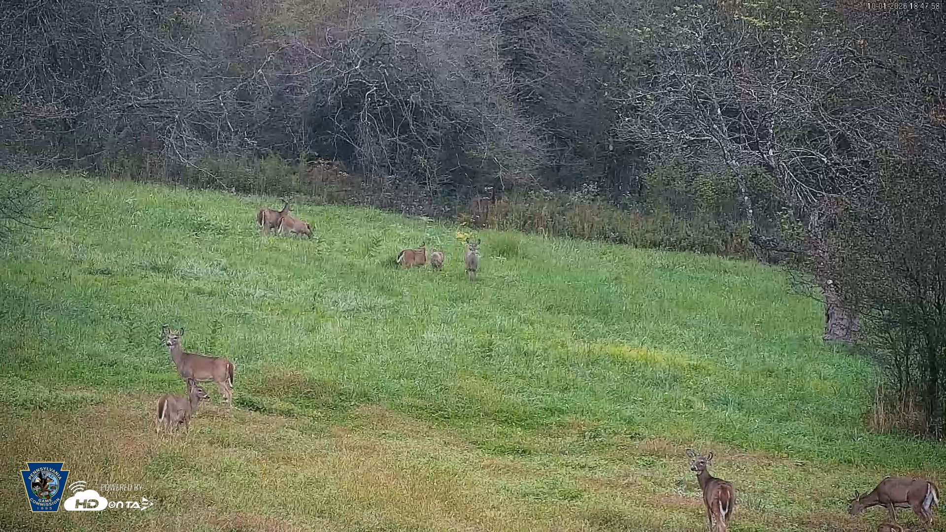 Snapshot of Pennsylvania Elk Live Webcam taken Oct 1, 2026, 6:48pm EDT