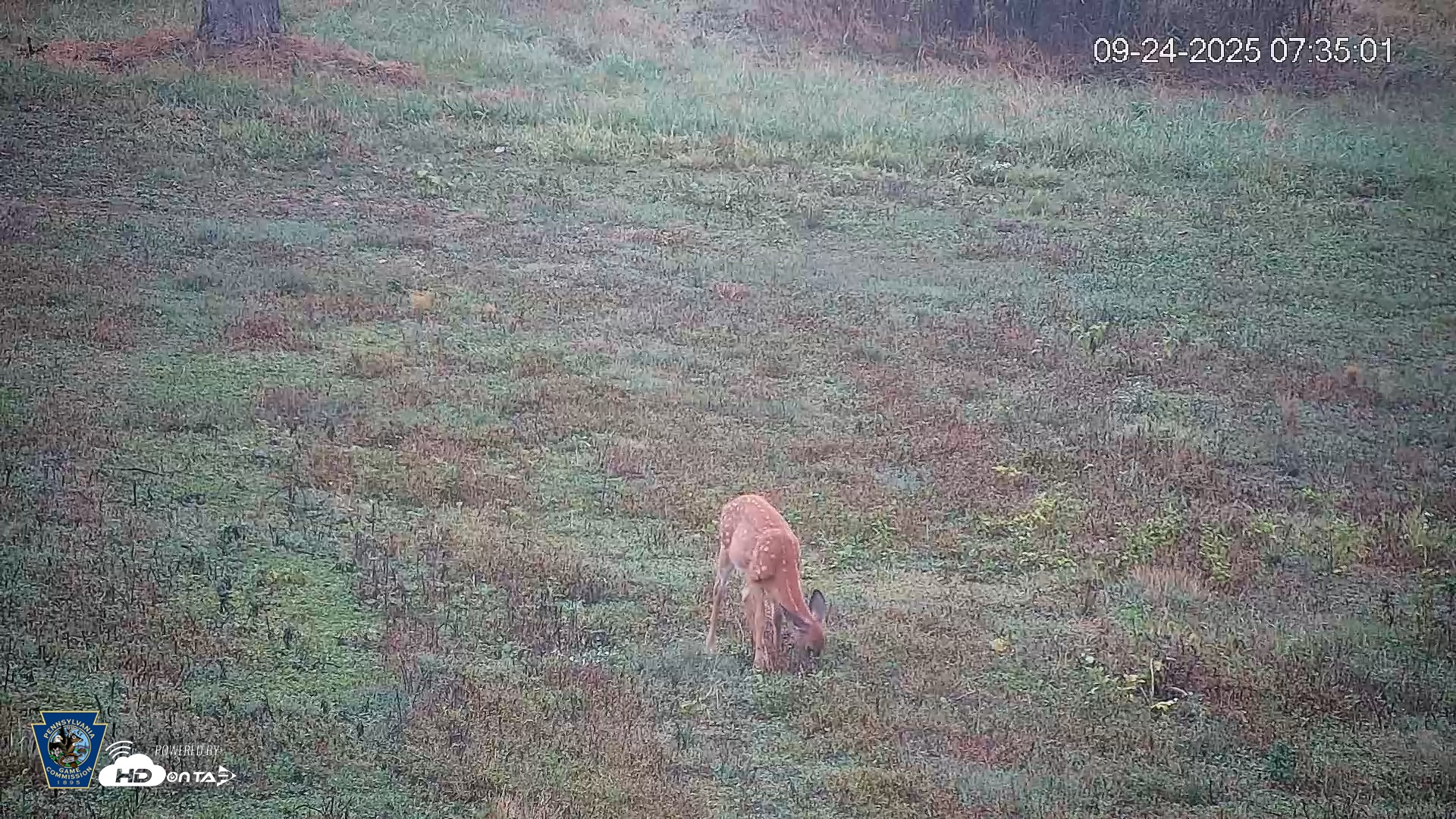 Snapshot of Pennsylvania Elk Live Webcam taken Sep 24, 2025, 7:35am EDT