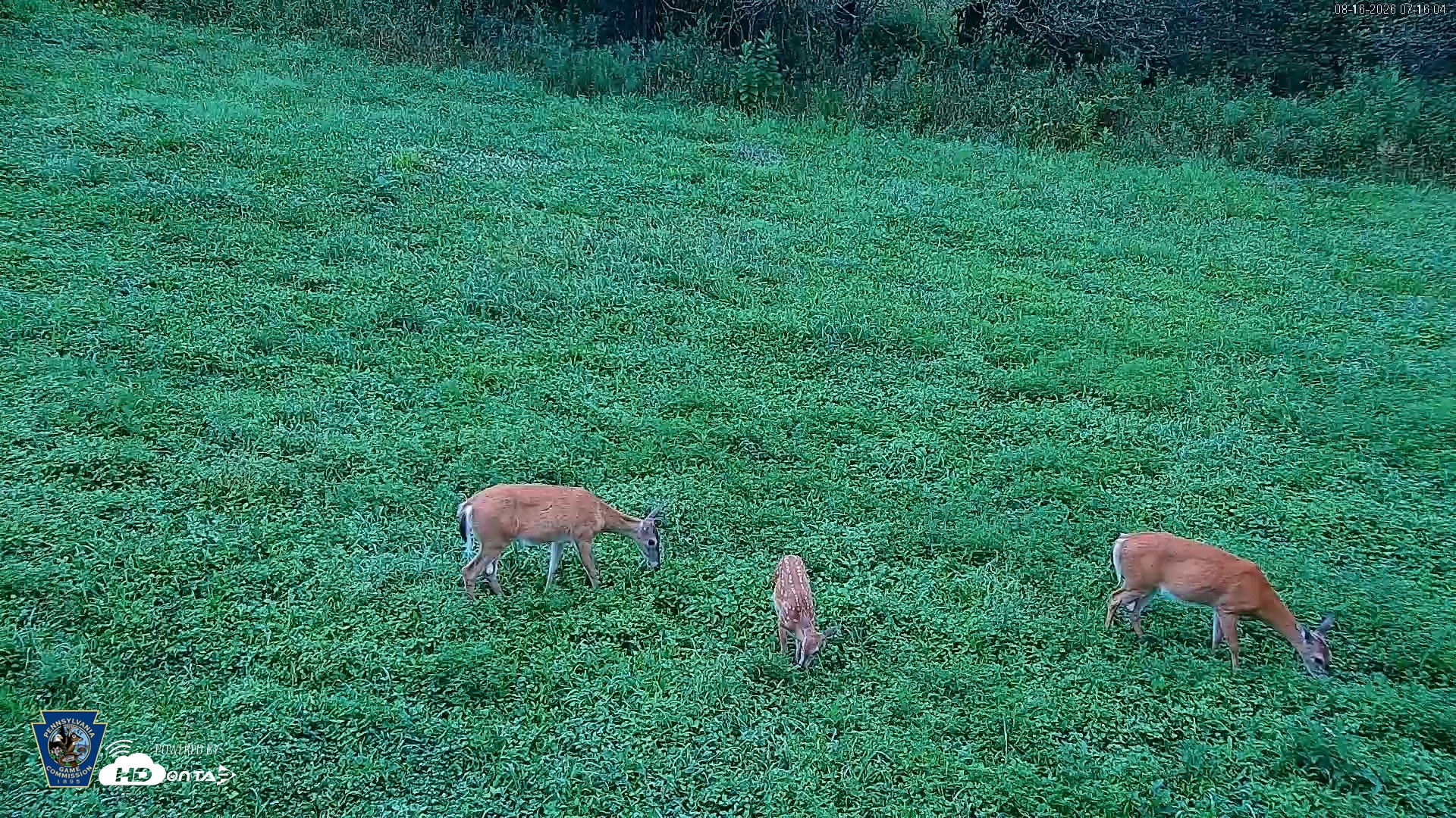 Snapshot of Pennsylvania Elk Live Webcam taken Aug 16, 2026, 7:17am EDT