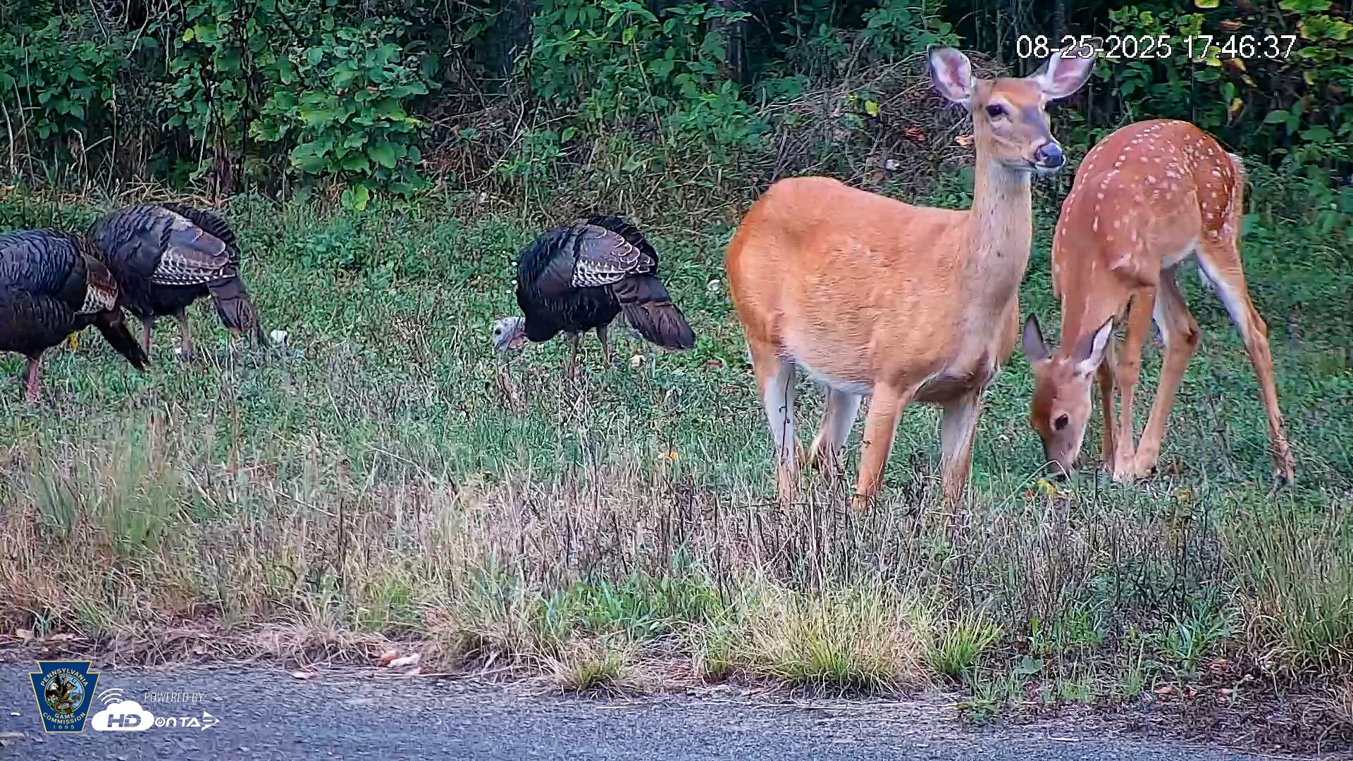 Snapshot of Pennsylvania Elk Live Webcam taken Aug 25, 2025, 5:47pm EDT