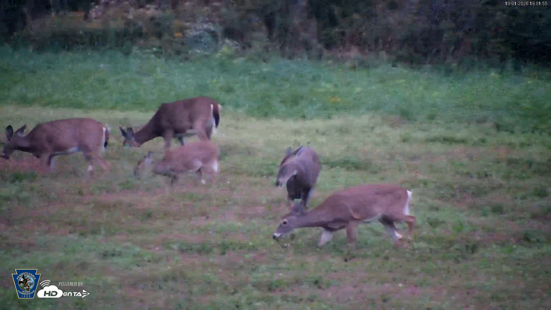Snapshot of Pennsylvania Elk Live Webcam taken Oct 1, 2026, 7:02pm EDT