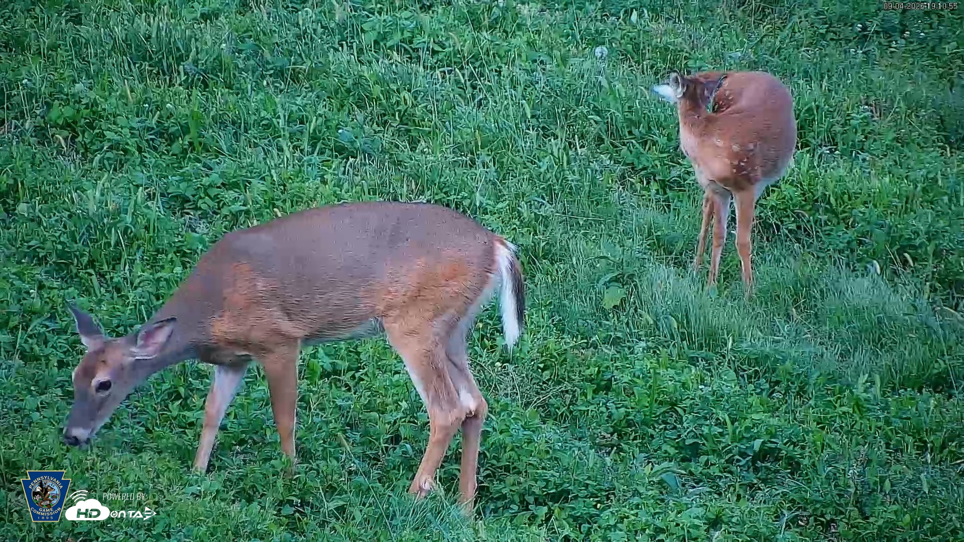 Snapshot of Pennsylvania Elk Live Webcam taken Sep 4, 2026, 7:11pm EDT