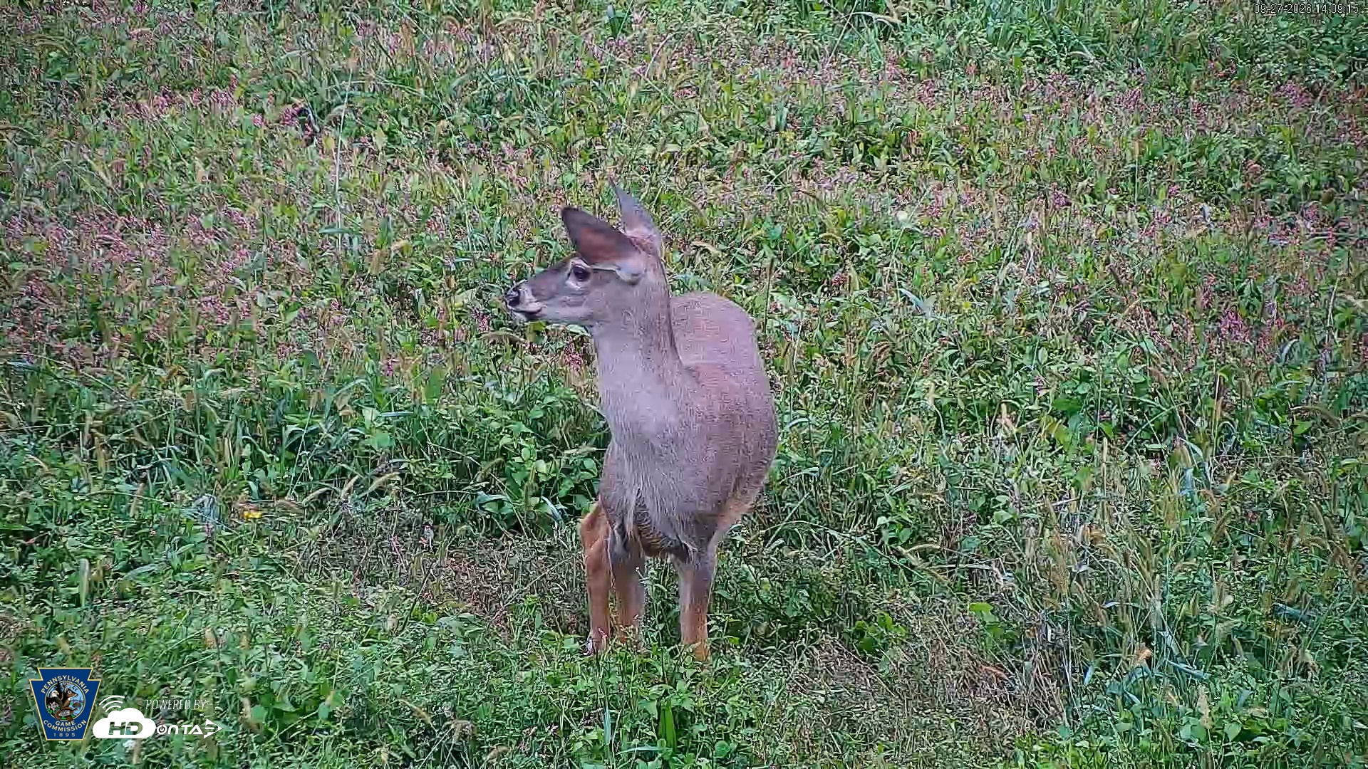 Snapshot of Pennsylvania Elk Live Webcam taken Sep 27, 2026, 2:09pm EDT