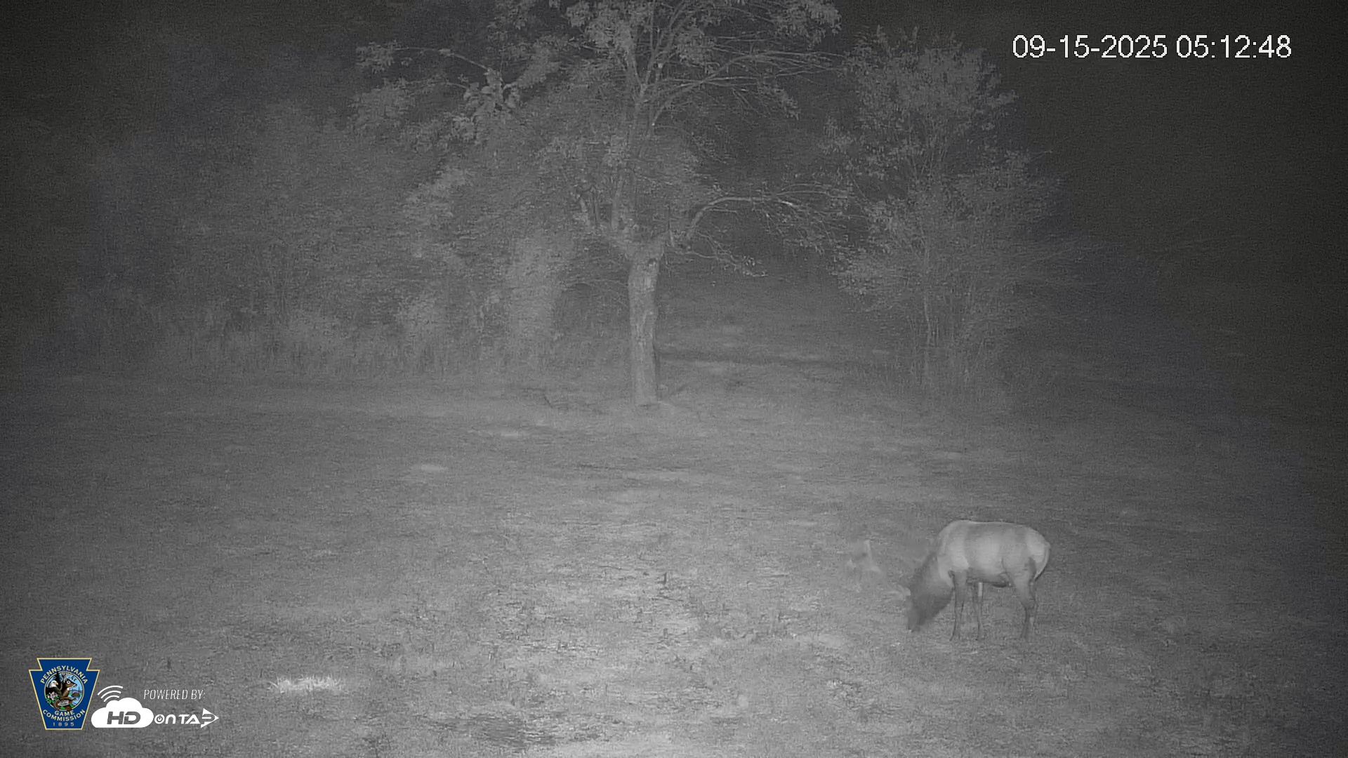 Snapshot of Pennsylvania Elk Live Webcam taken Sep 15, 2025, 5:13am EDT