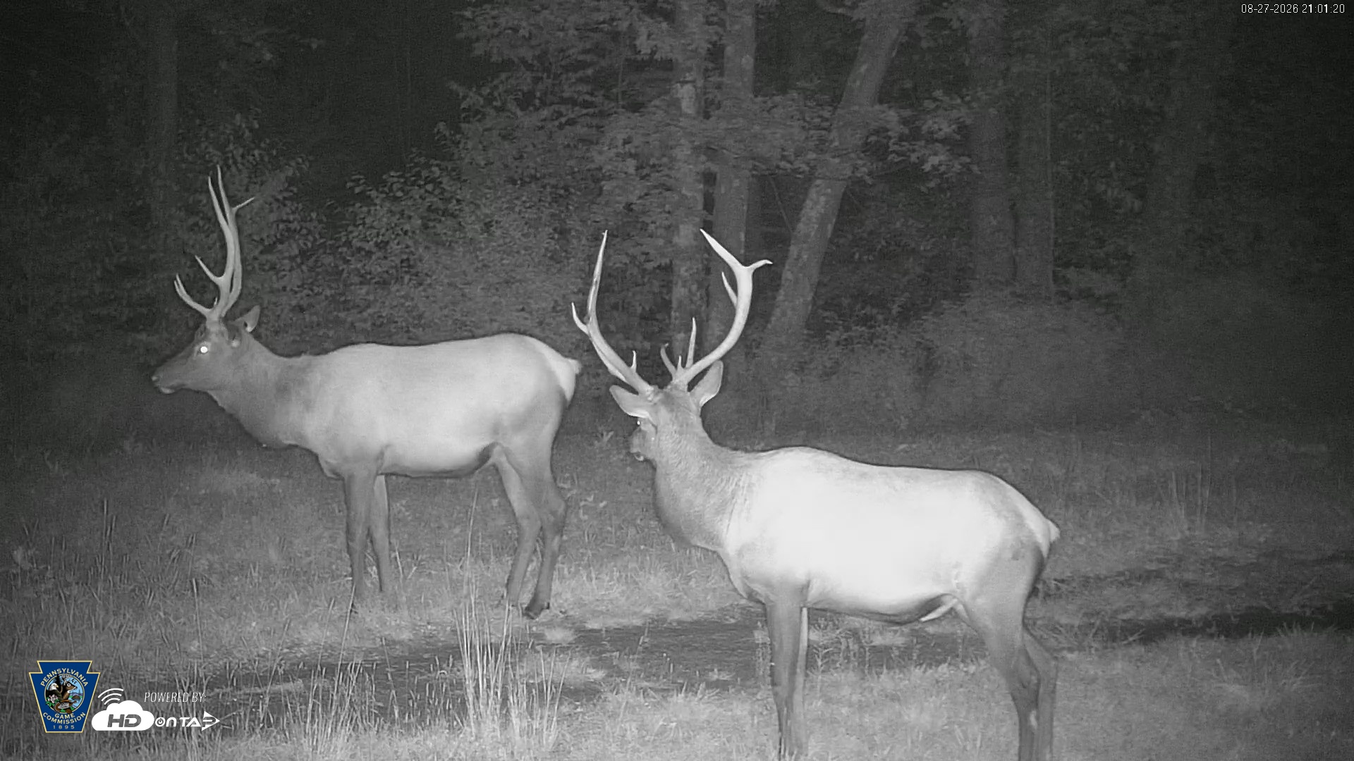 Snapshot of Pennsylvania Elk Live Webcam taken Aug 27, 2026, 9:02pm EDT