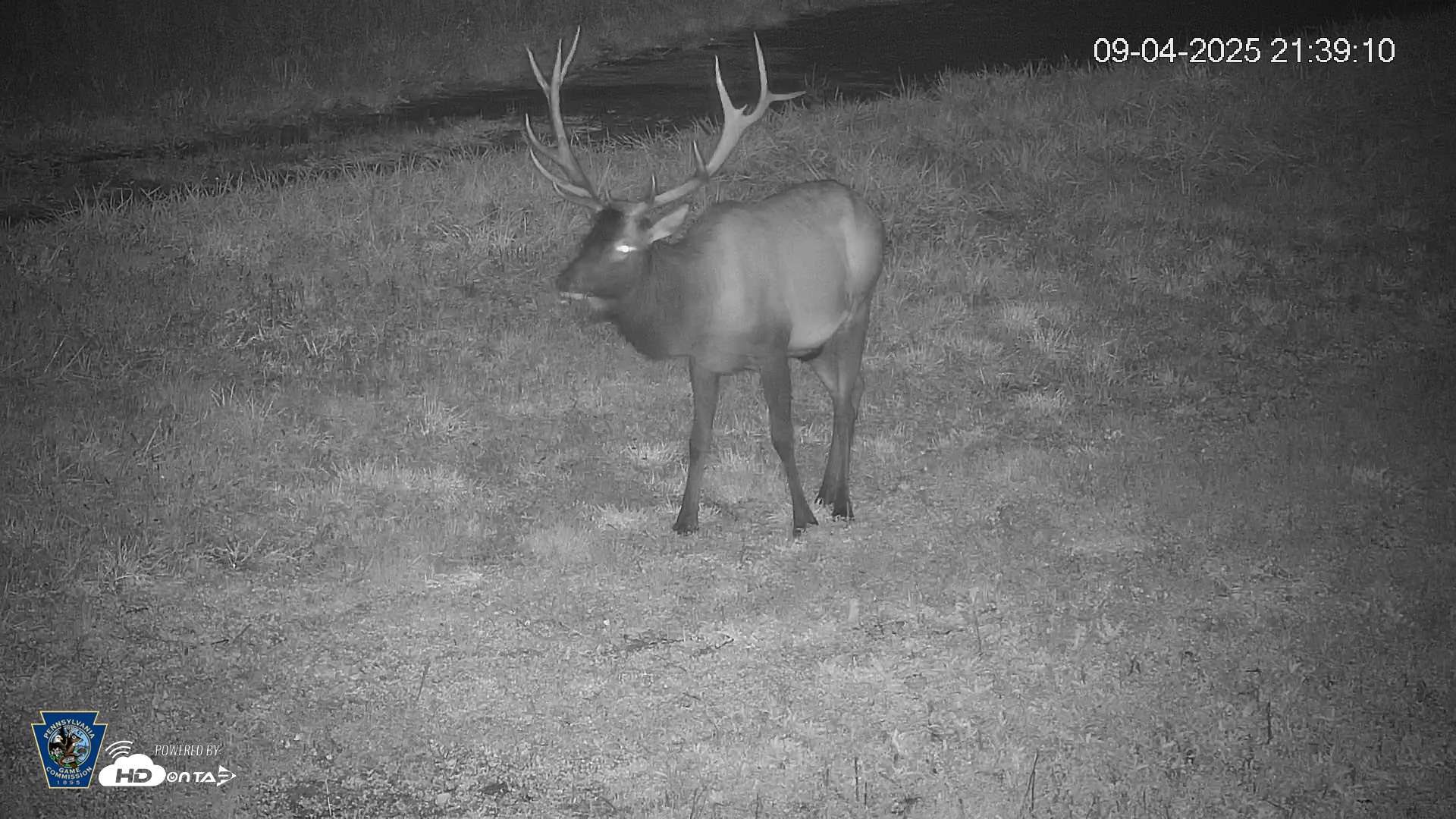 Snapshot of Pennsylvania Elk Live Webcam taken Sep 4, 2025, 9:40pm EDT