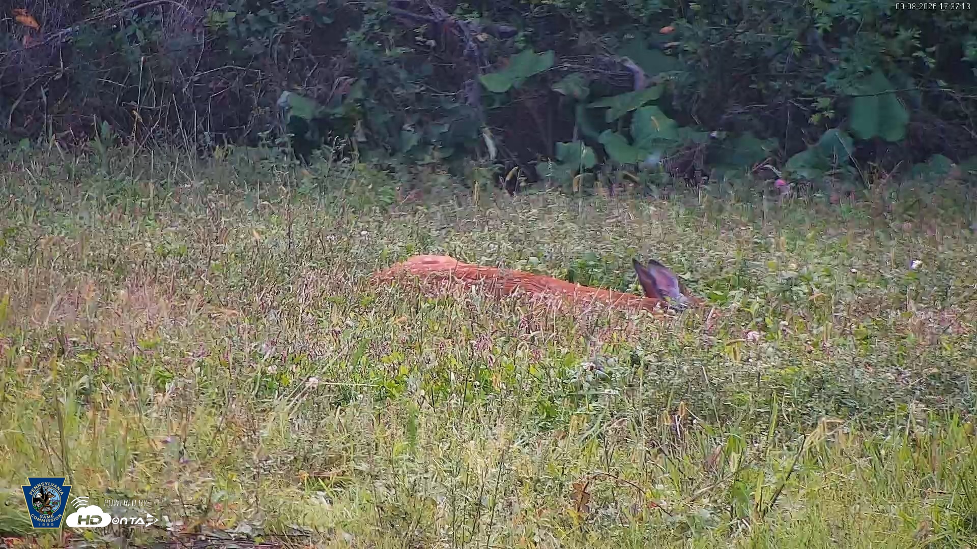 Snapshot of Pennsylvania Elk Live Webcam taken Sep 8, 2026, 5:38pm EDT