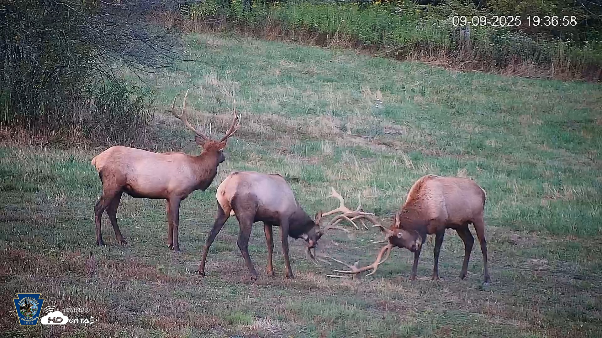 Snapshot of Pennsylvania Elk Live Webcam taken Sep 9, 2025, 7:37pm EDT