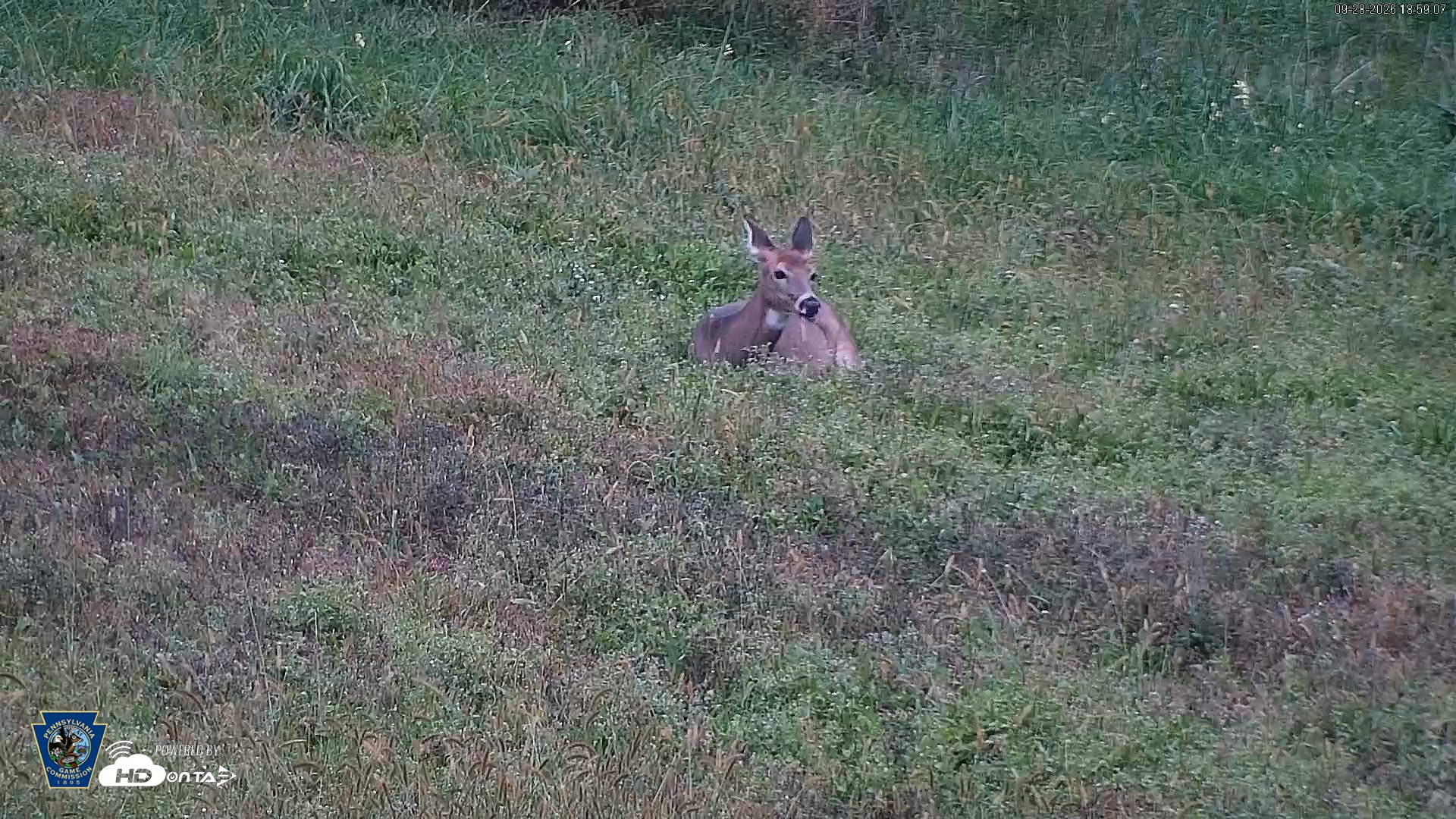Snapshot of Pennsylvania Elk Live Webcam taken Sep 28, 2026, 7:00pm EDT