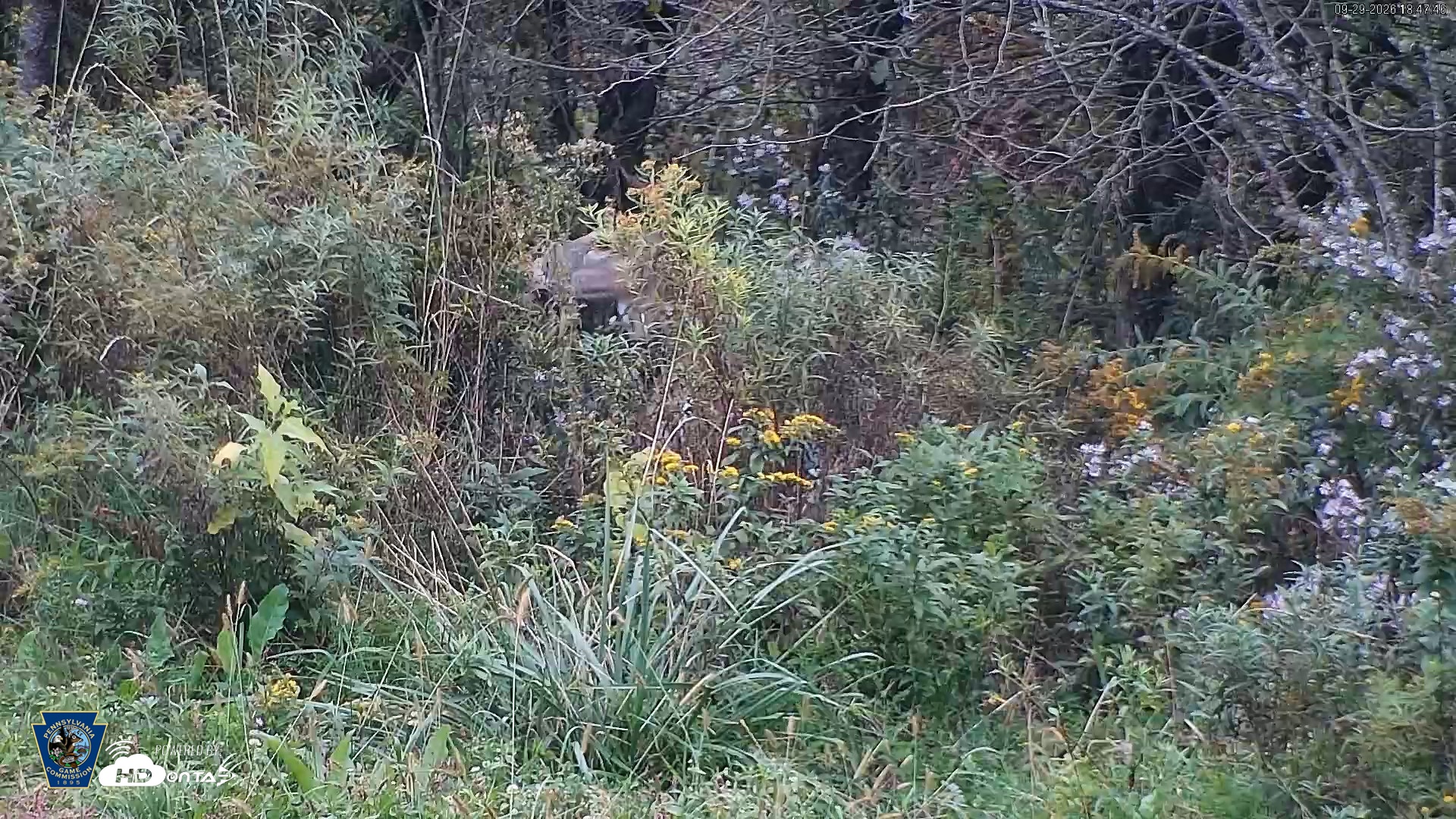 Snapshot of Pennsylvania Elk Live Webcam taken Sep 29, 2026, 6:49pm EDT