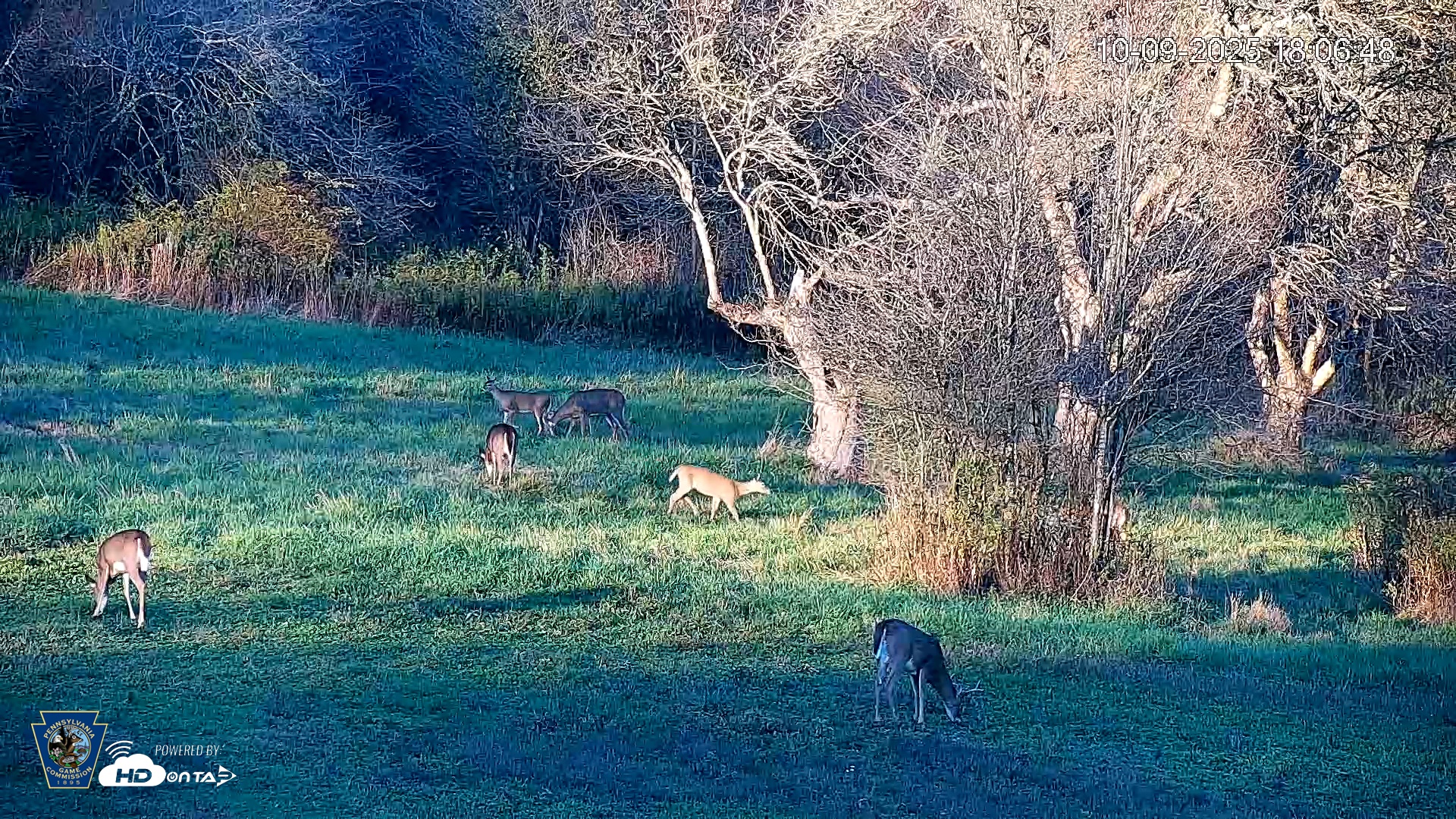 Snapshot of Pennsylvania Elk Live Webcam taken Oct 9, 2025, 6:07pm EDT