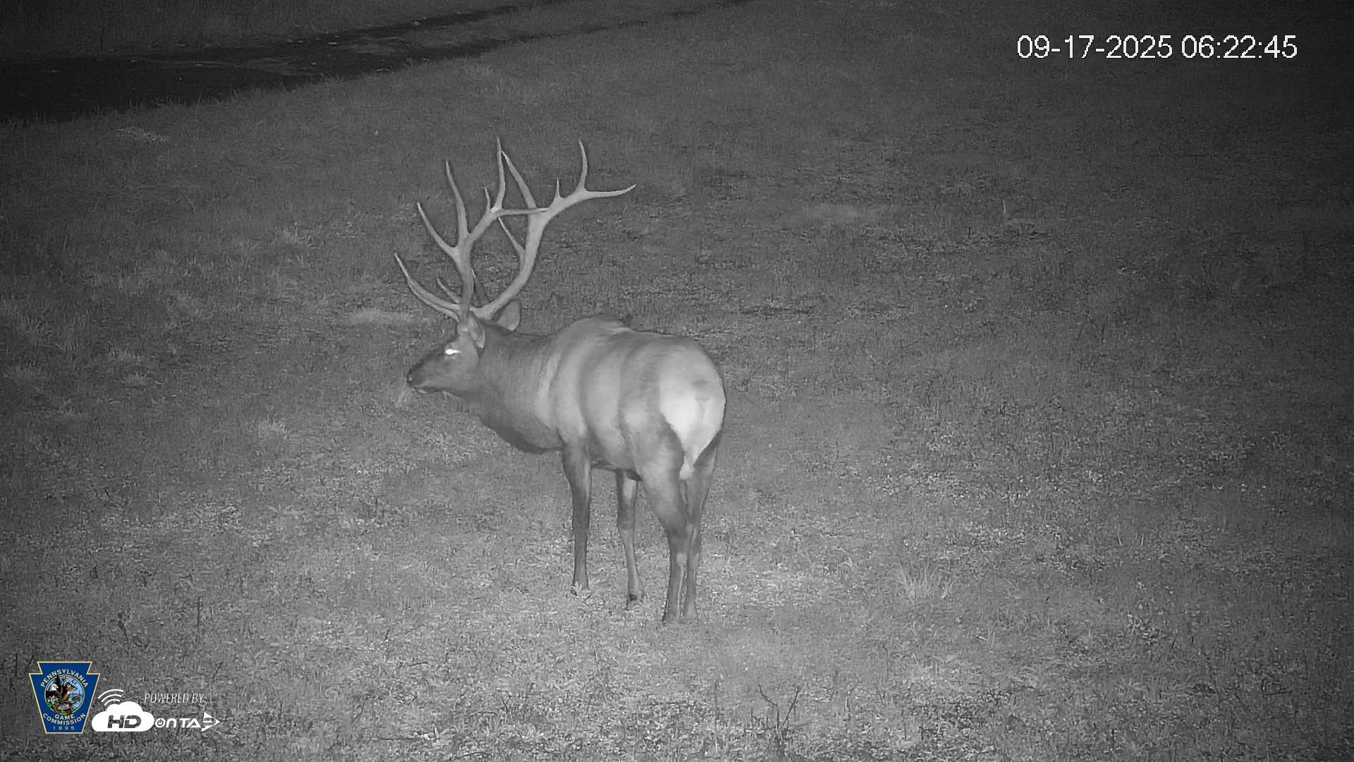 Snapshot of Pennsylvania Elk Live Webcam taken Sep 17, 2025, 6:23am EDT