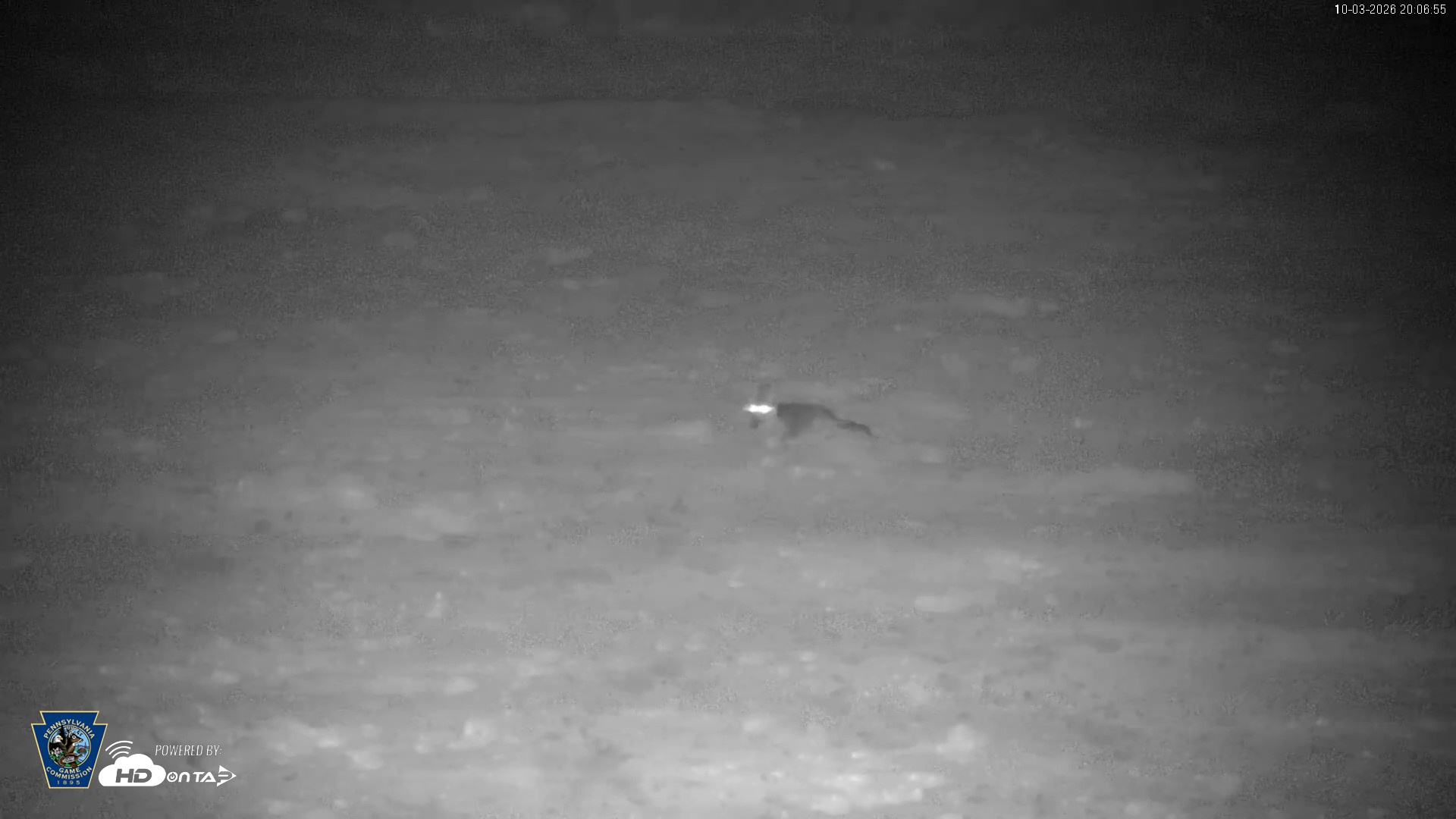 Snapshot of Pennsylvania Elk Live Webcam taken Oct 3, 2026, 8:08pm EDT