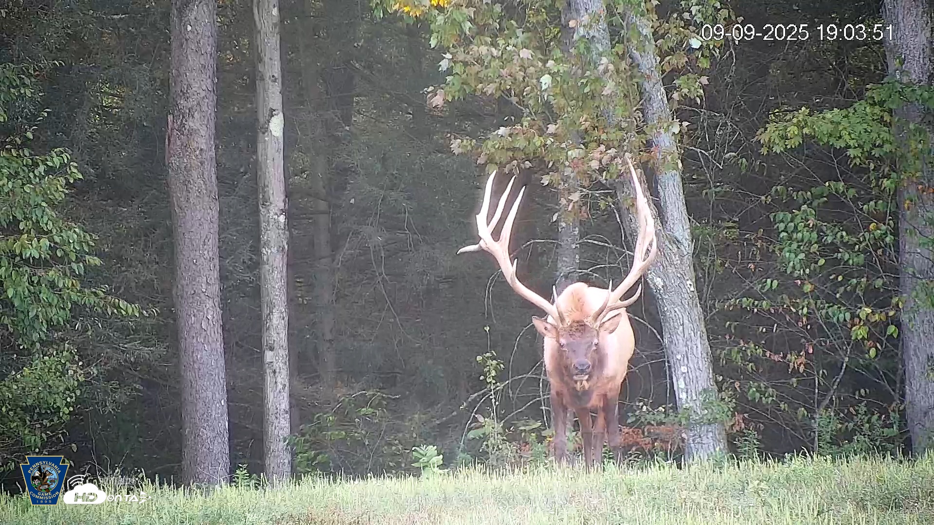 Snapshot of Pennsylvania Elk Live Webcam taken Sep 9, 2025, 7:04pm EDT