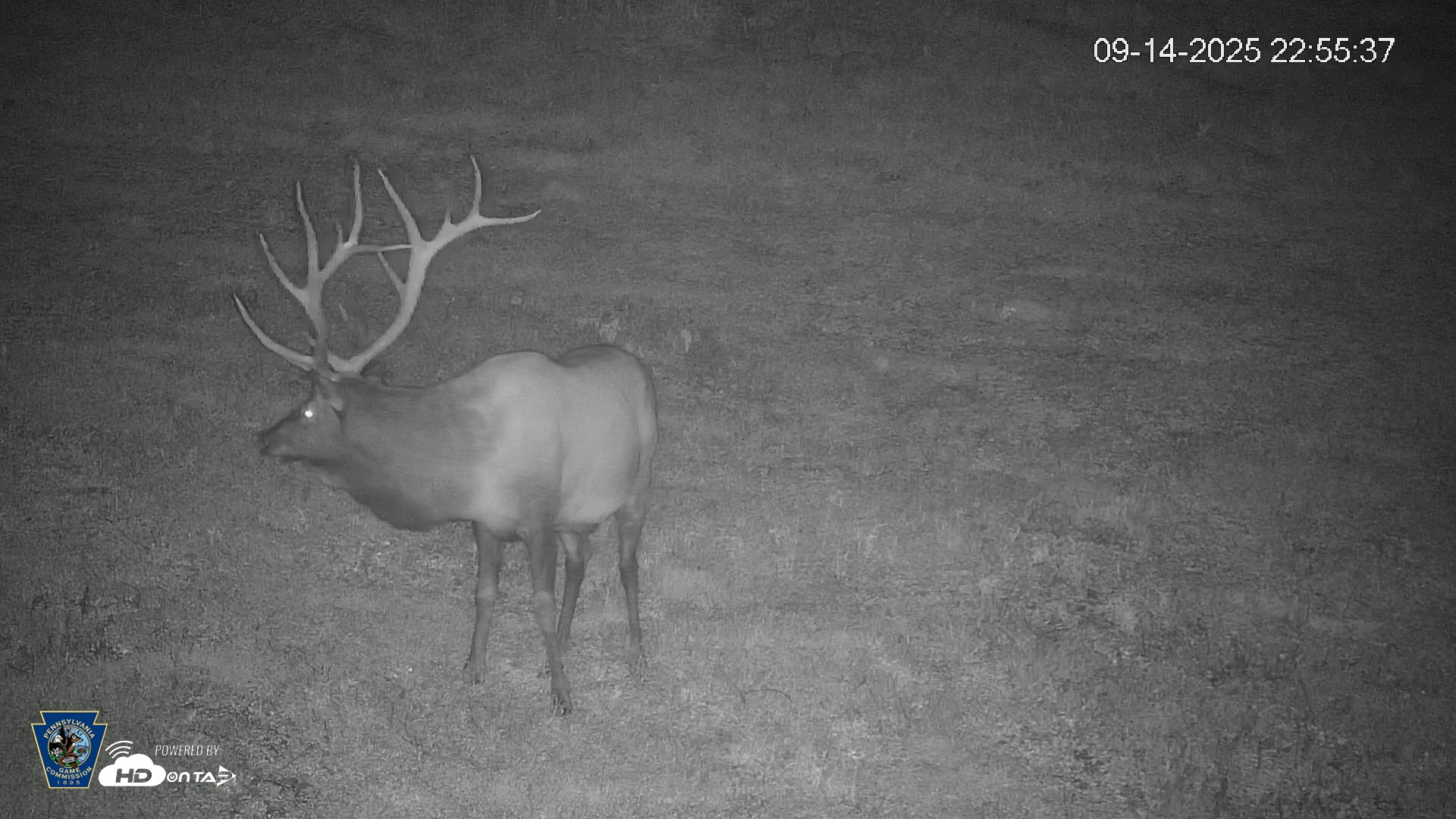 Snapshot of Pennsylvania Elk Live Webcam taken Sep 14, 2025, 10:56pm EDT