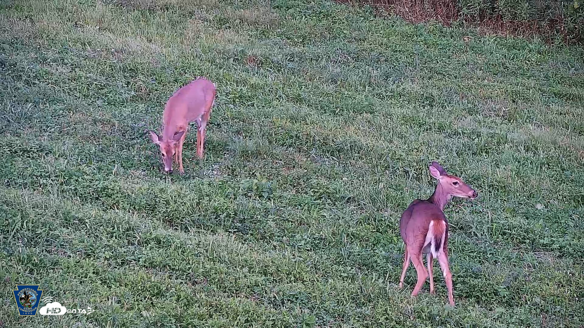 Snapshot of Pennsylvania Elk Live Webcam taken Sep 4, 2026, 7:07pm EDT