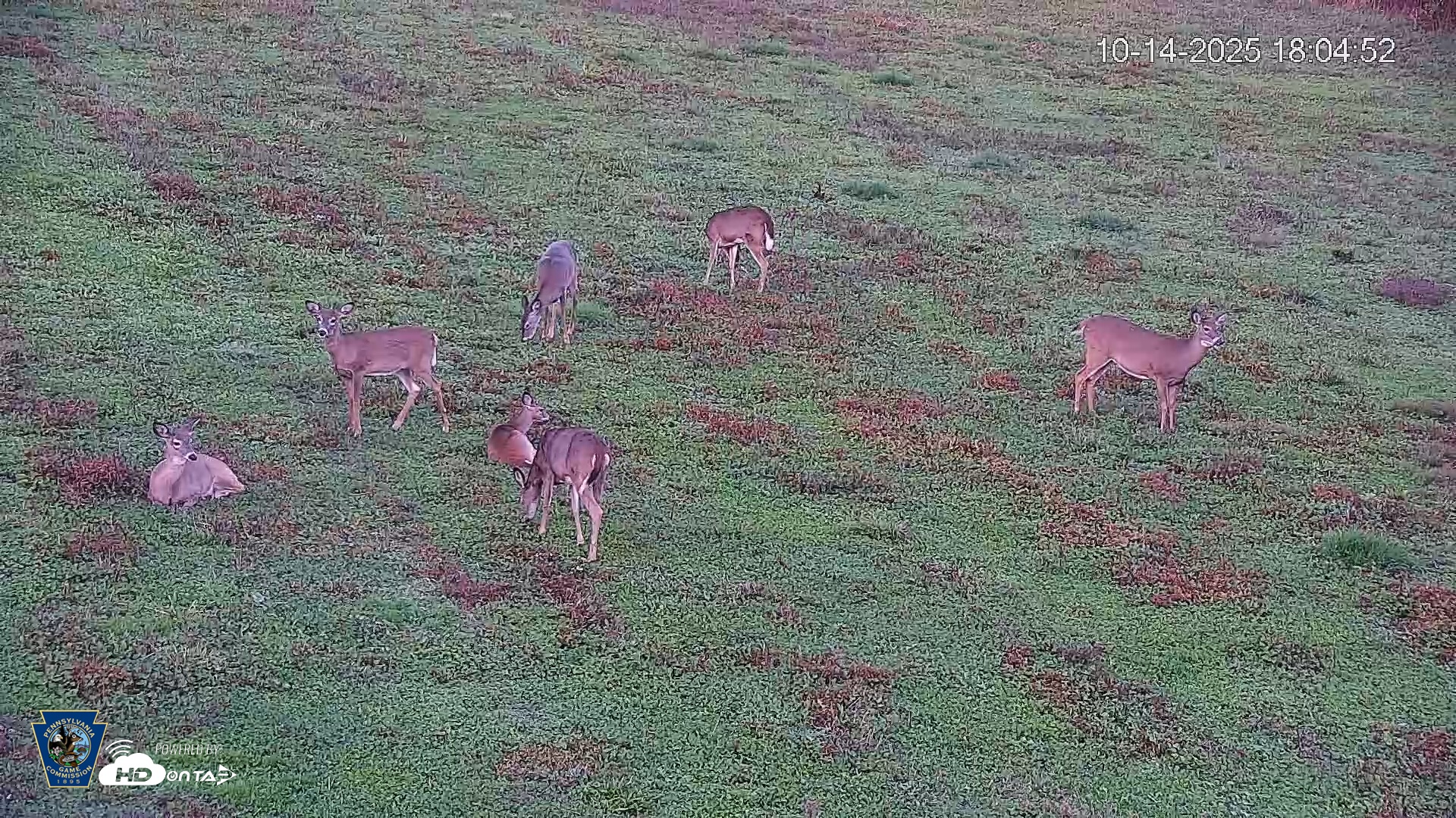 Snapshot of Pennsylvania Elk Live Webcam taken Oct 14, 2025, 6:05pm EDT