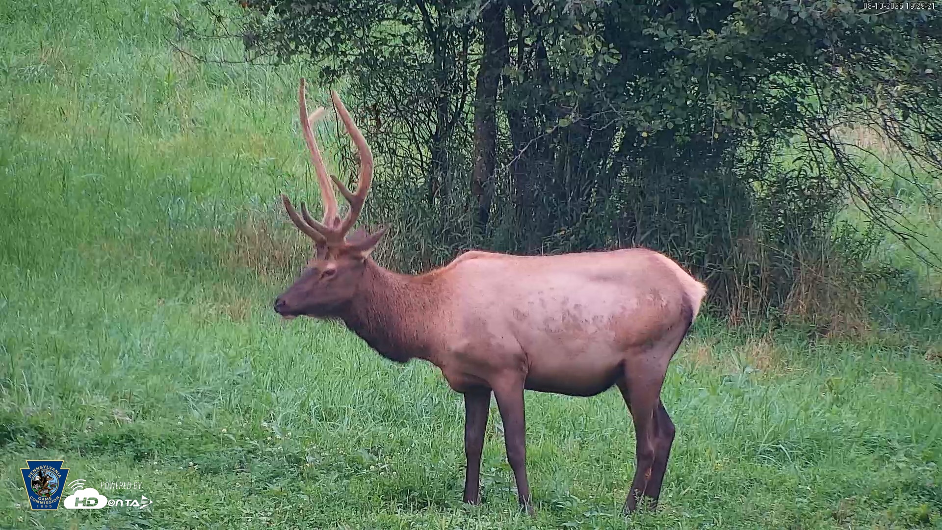 Snapshot of Pennsylvania Elk Live Webcam taken Aug 10, 2026, 7:30pm EDT