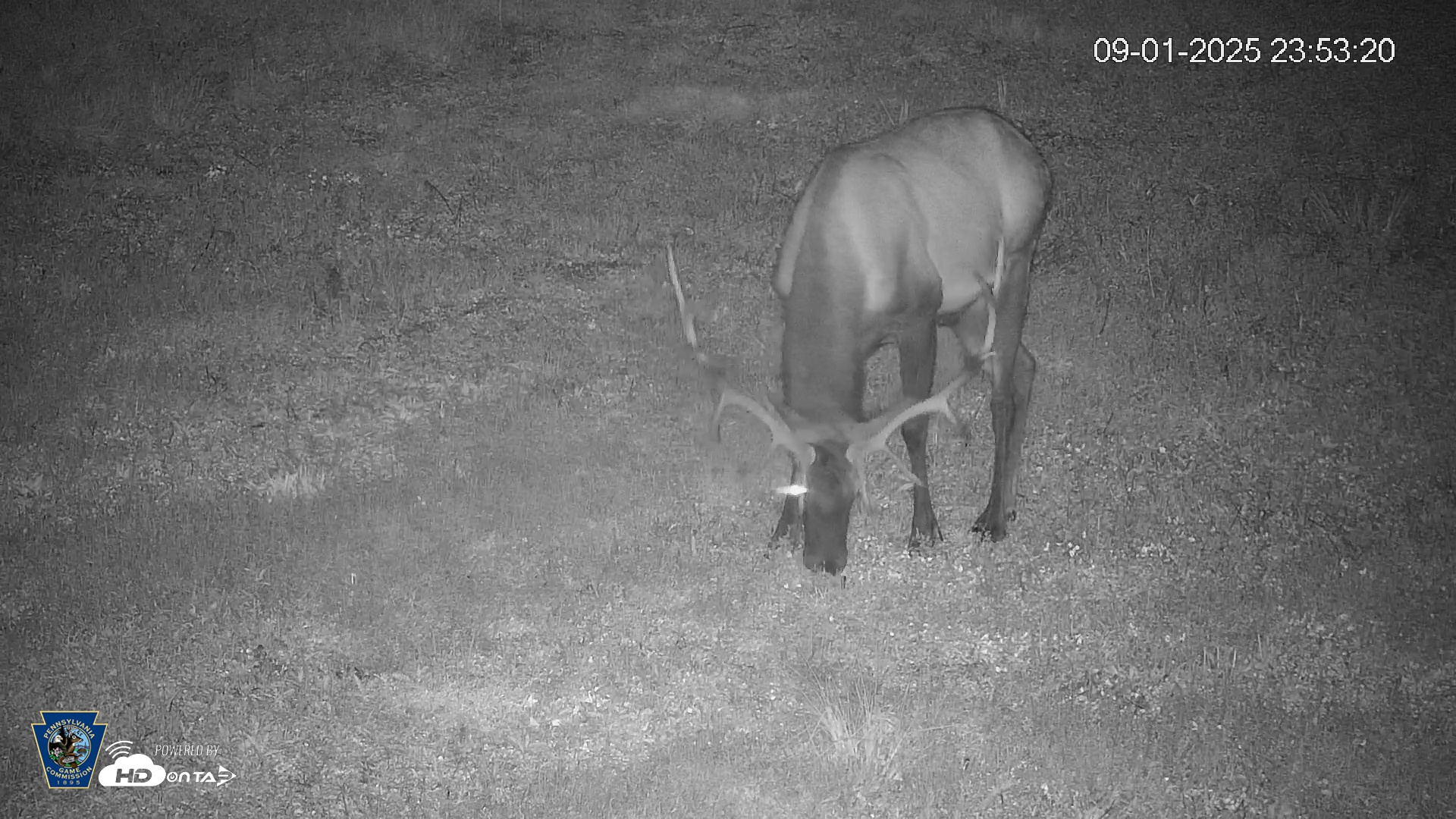 Snapshot of Pennsylvania Elk Live Webcam taken Sep 1, 2025, 11:54pm EDT