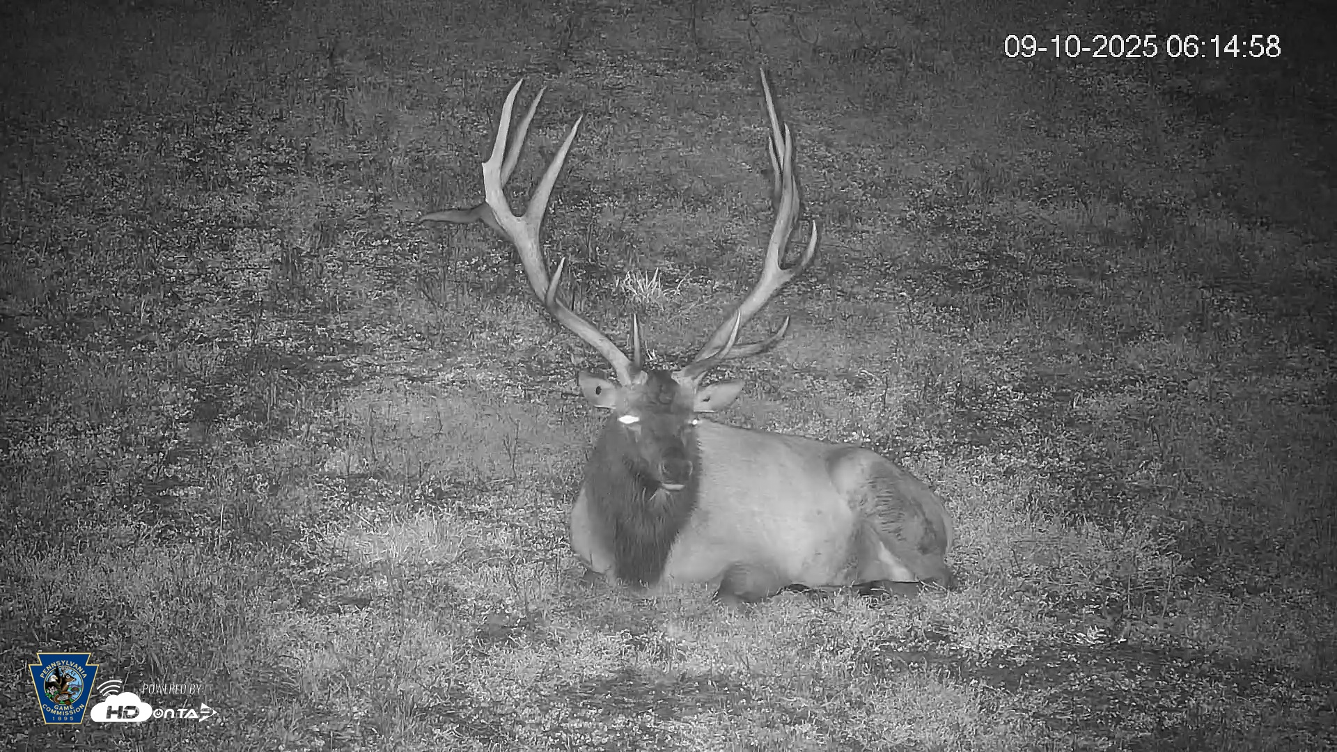 Snapshot of Pennsylvania Elk Live Webcam taken Sep 10, 2025, 6:15am EDT