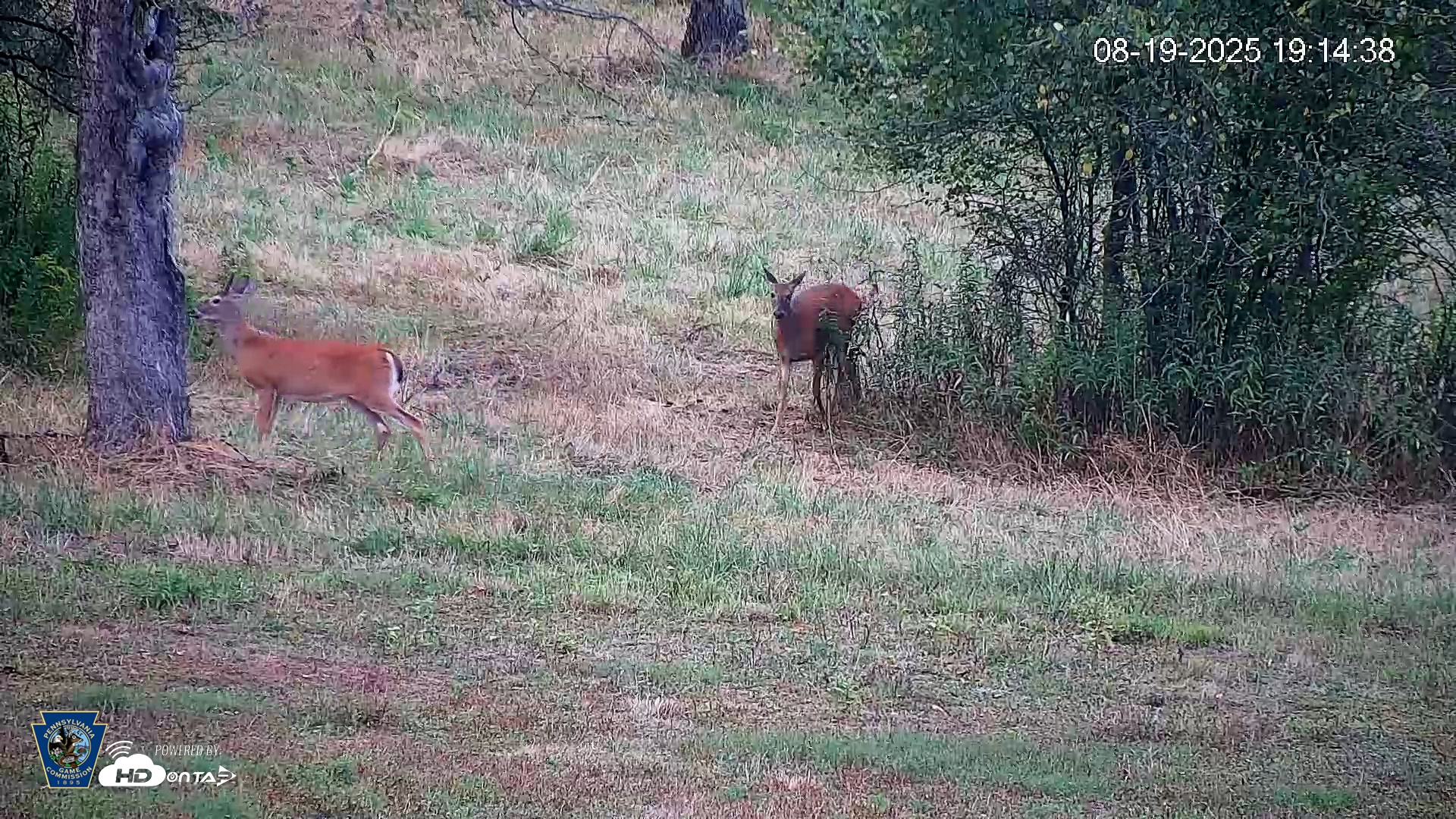 Snapshot of Pennsylvania Elk Live Webcam taken Aug 19, 2025, 7:15pm EDT