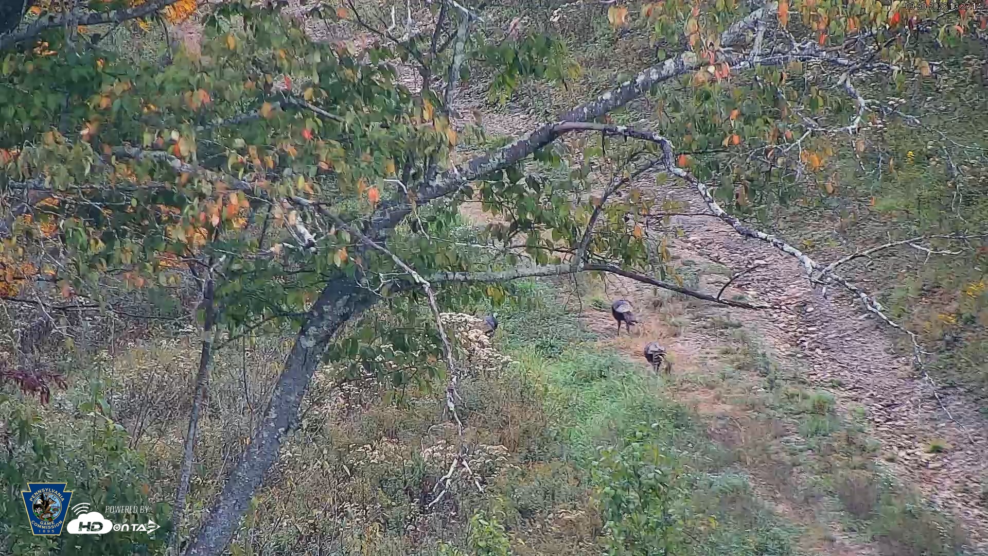 Snapshot of Pennsylvania Elk Live Webcam taken Sep 30, 2026, 1:28pm EDT