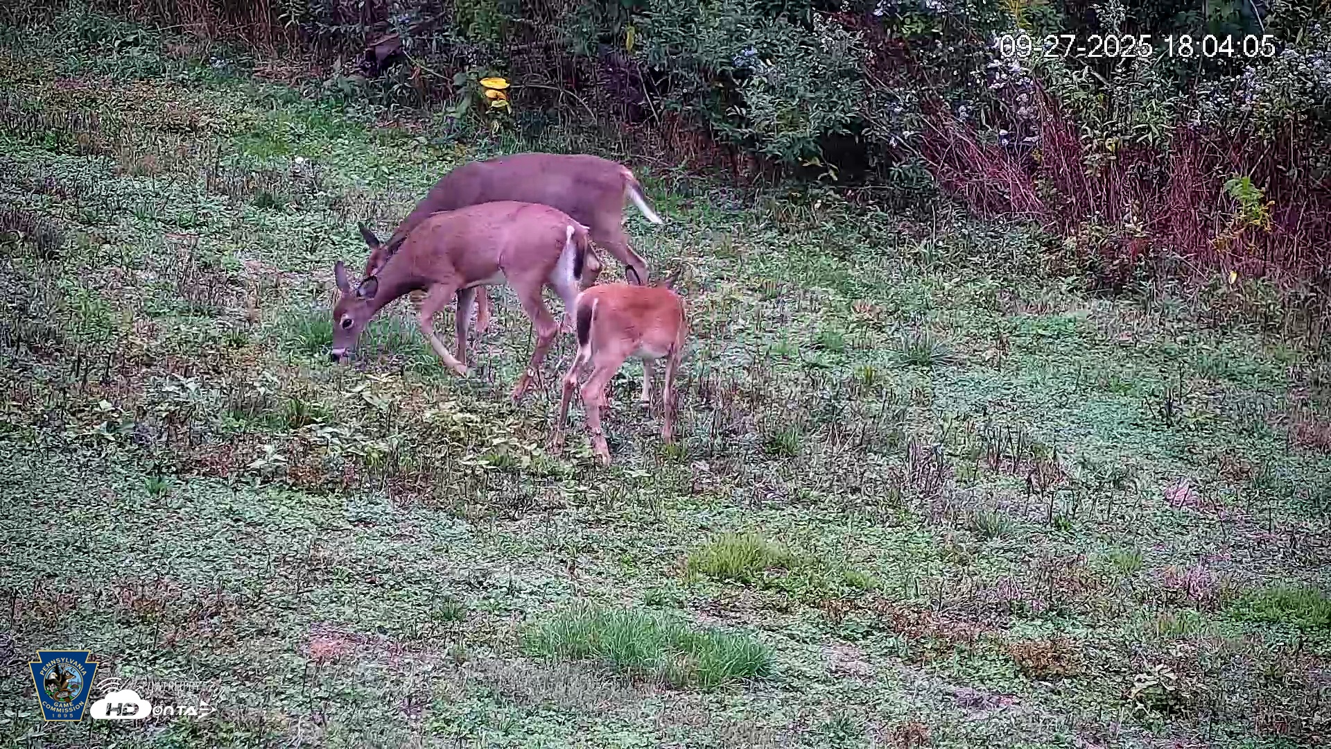 Snapshot of Pennsylvania Elk Live Webcam taken Sep 27, 2025, 6:04pm EDT