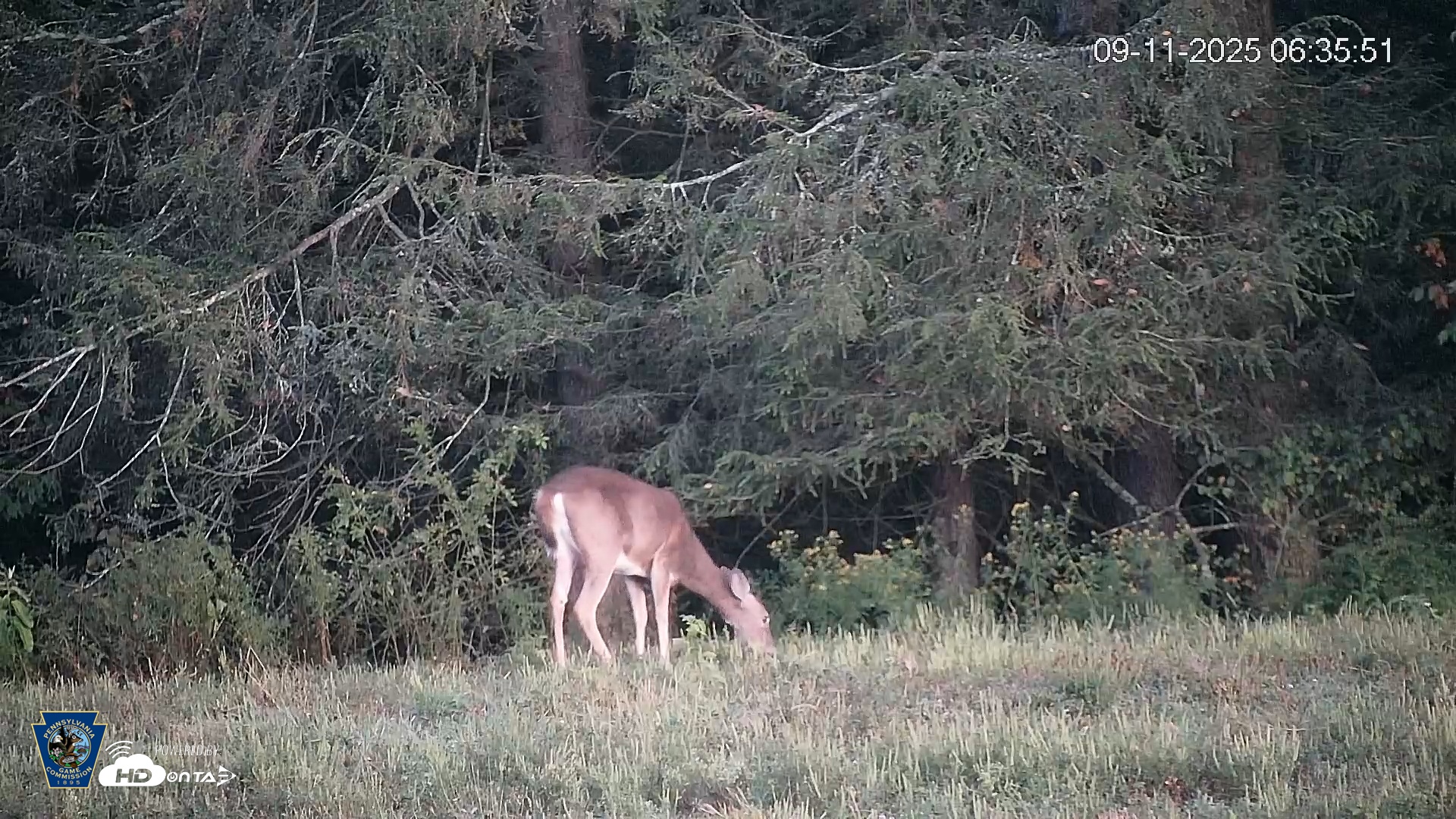 Snapshot of Pennsylvania Elk Live Webcam taken Sep 11, 2025, 6:36am EDT