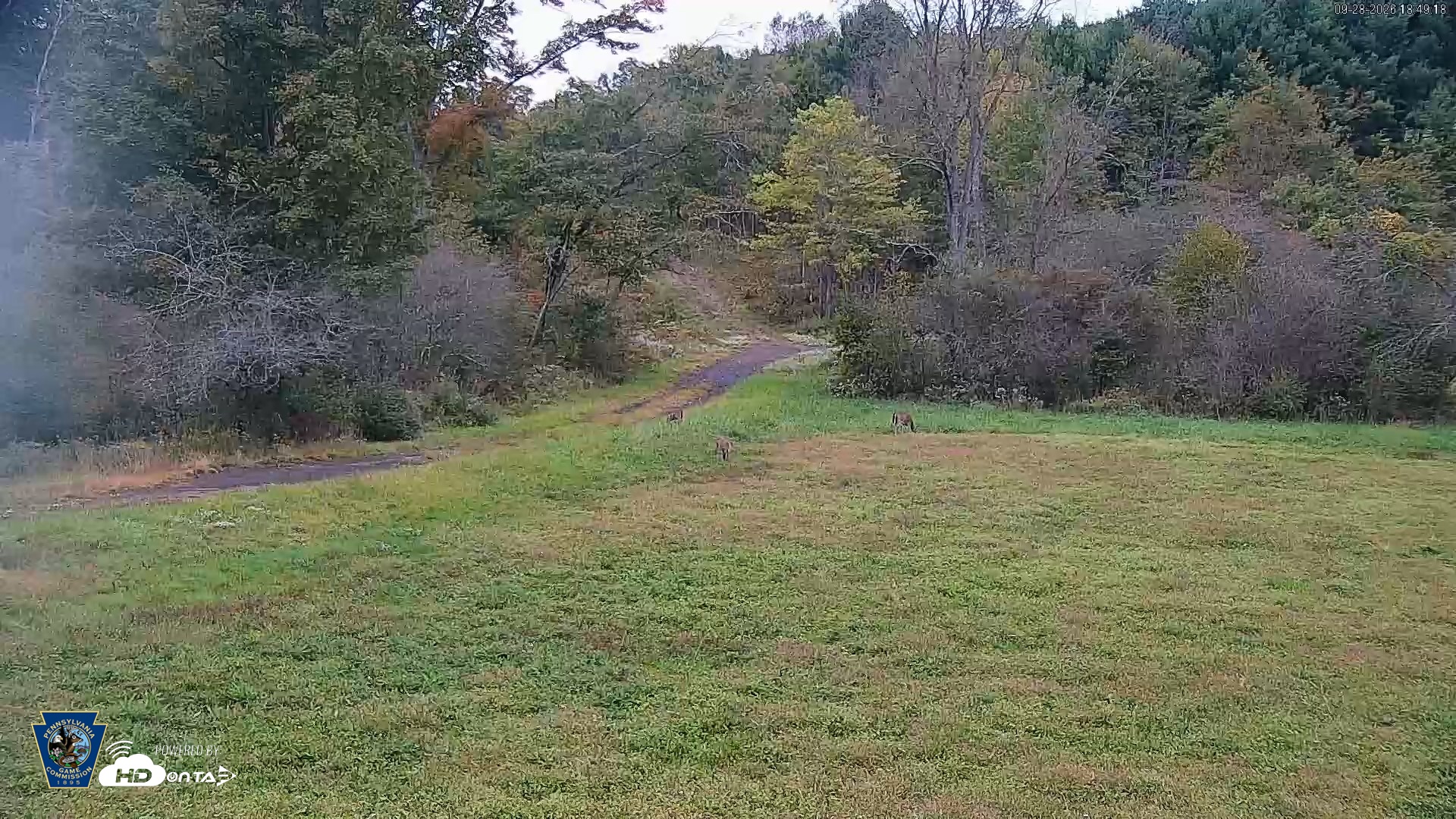 Snapshot of Pennsylvania Elk Live Webcam taken Sep 28, 2026, 6:50pm EDT