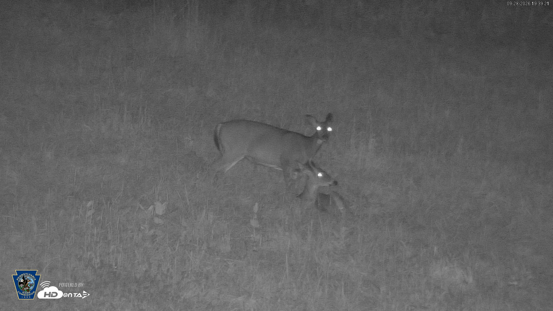Snapshot of Pennsylvania Elk Live Webcam taken Sep 28, 2026, 7:40pm EDT