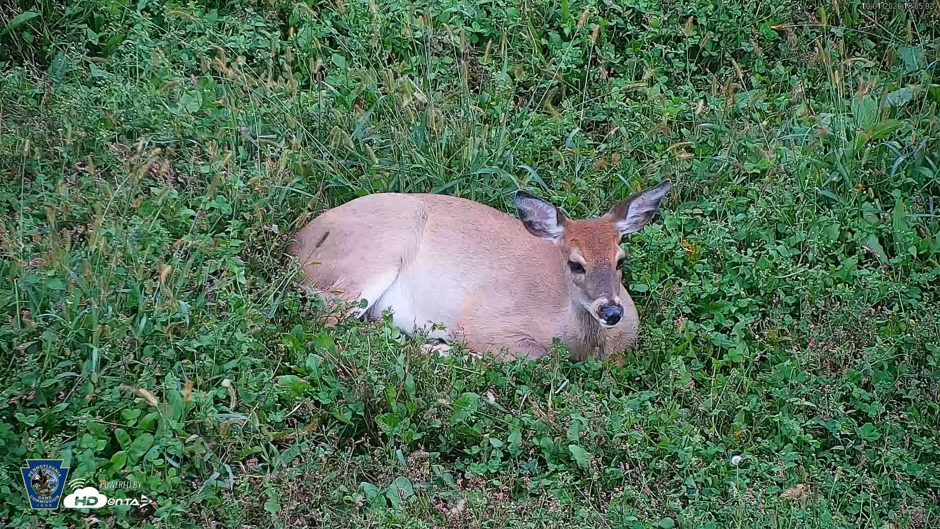 Snapshot of Pennsylvania Elk Live Webcam taken Oct 1, 2026, 6:05pm EDT
