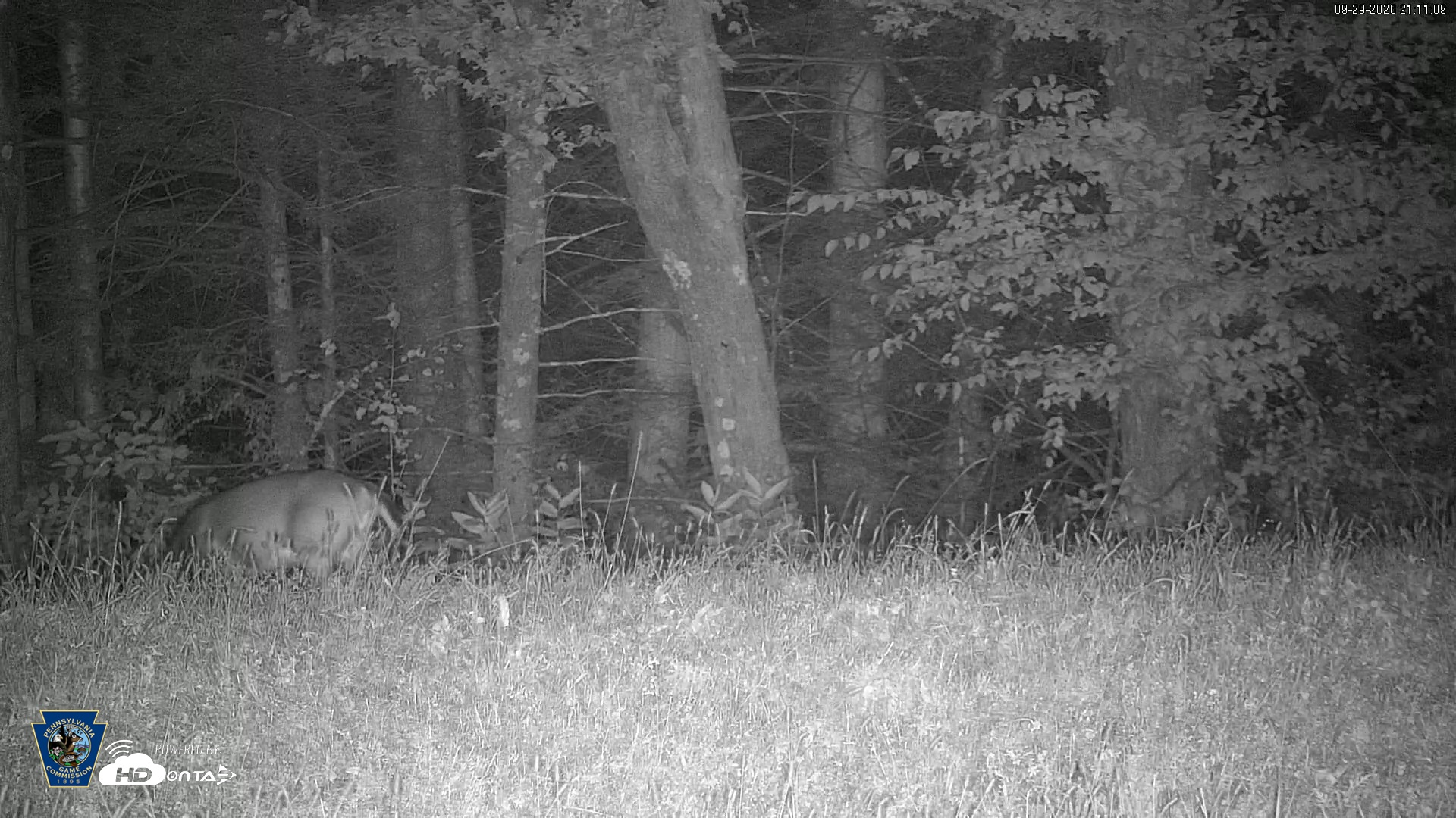Snapshot of Pennsylvania Elk Live Webcam taken Sep 29, 2026, 9:12pm EDT